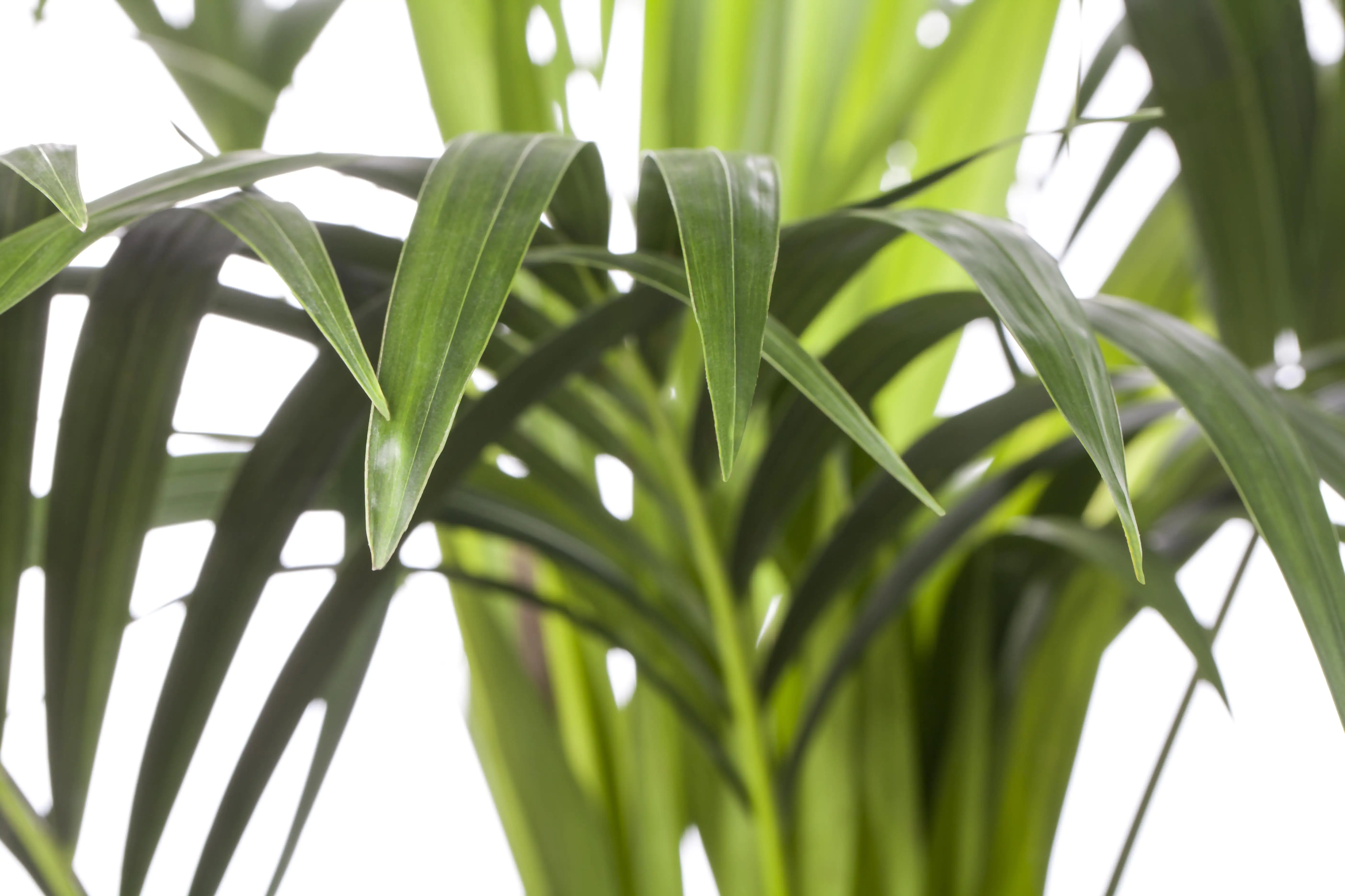 Kentiapalme Howea forsteriana H ca. 80 cm 19 cm Topf 