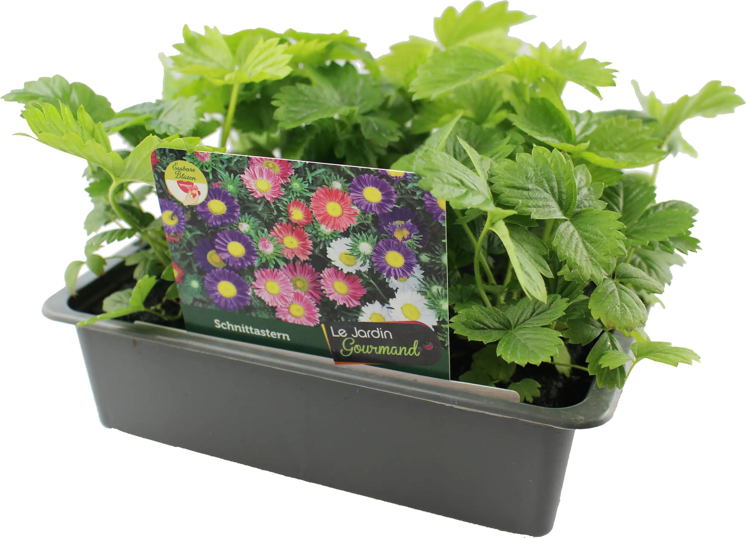 Farbenfrohe Blumenbeete Schnittastern 6er-Pack