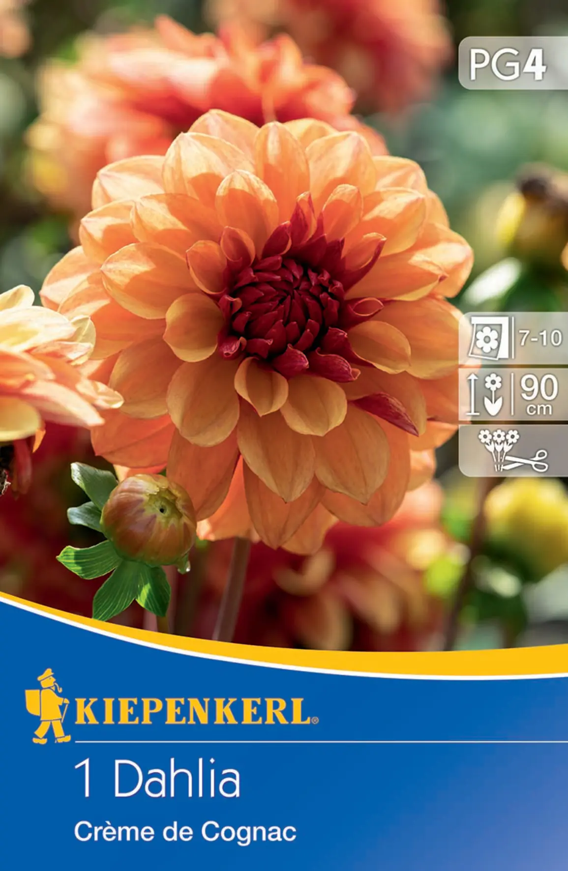 Kiepenkerl Seerosen-Dahlie Creme de Cognac Kiepenkerl Seerosen-Dahlie Creme de Cognac