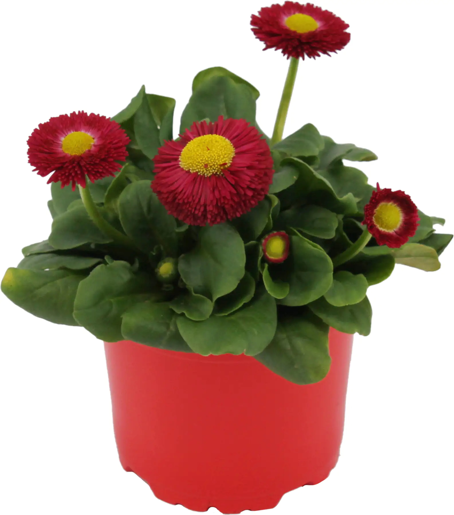 Gänseblümchen Bellis H ca 12 cm 10,5 cm Topf Gänseblümchen Bellis H ca 12 cm 10,5 cm Topf