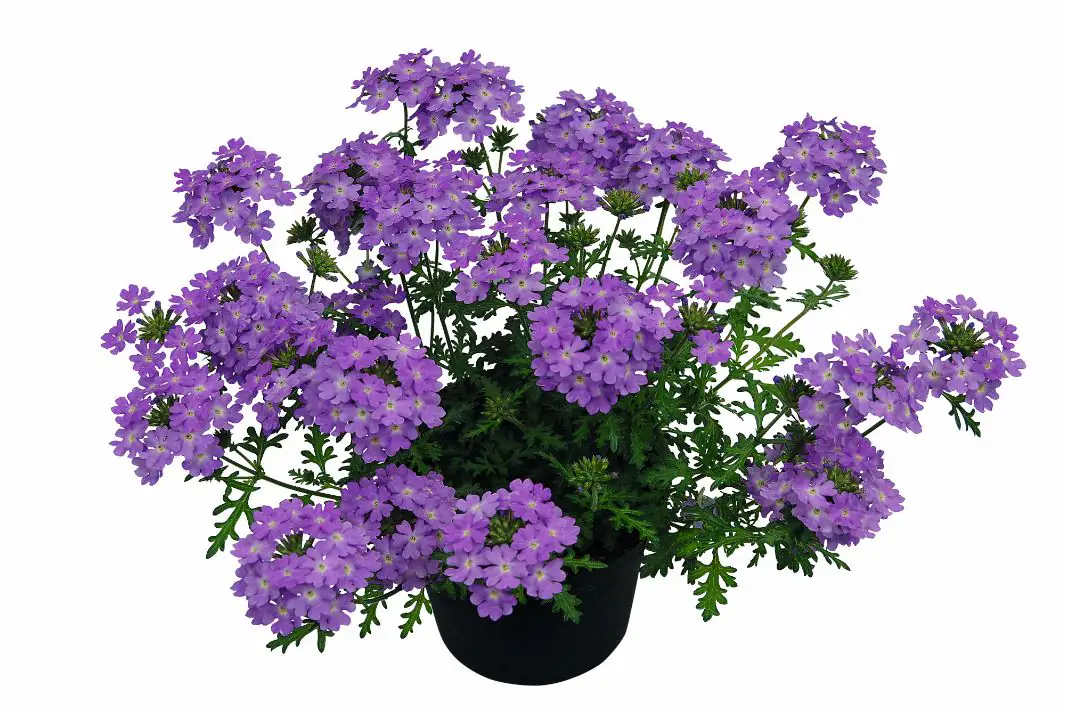Eisenkraut Verbena 13 cm Topf Eisenkraut Verbena 13 cm Topf