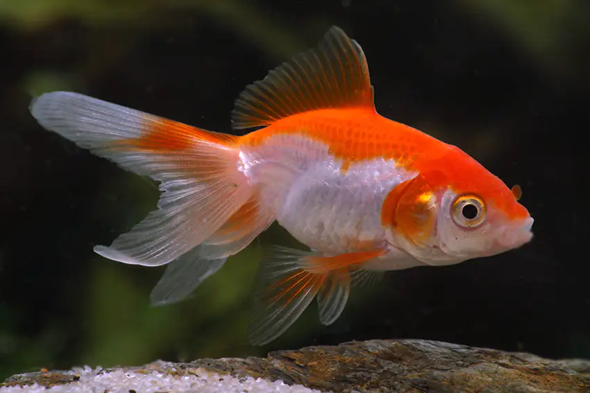 2076861010227 Teichfisch Schleierschwanz rot-weiß 4 - 6 cm Carassius auratus