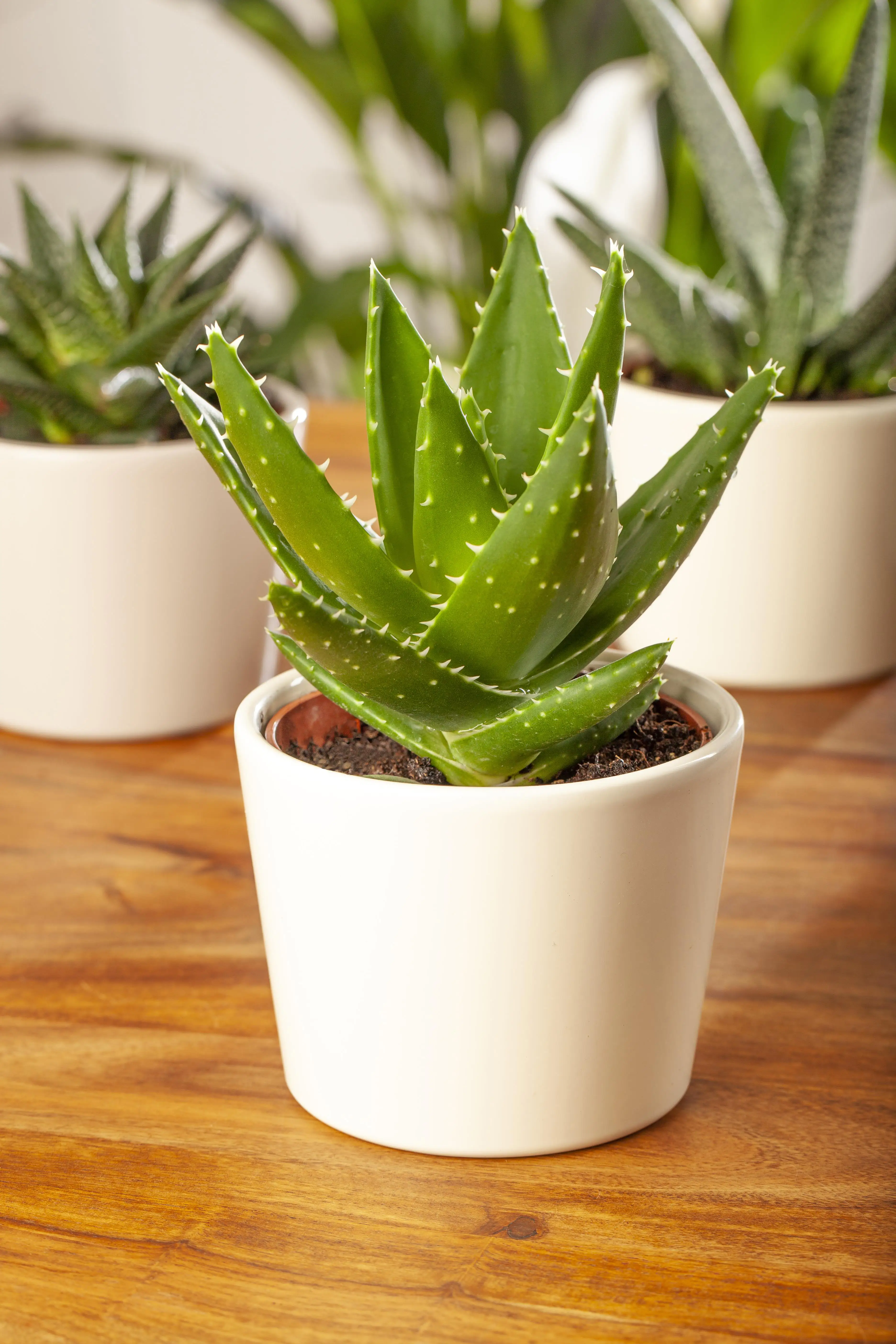 Aloe Mitriformis H ca. 20 cm  12 cm Topf