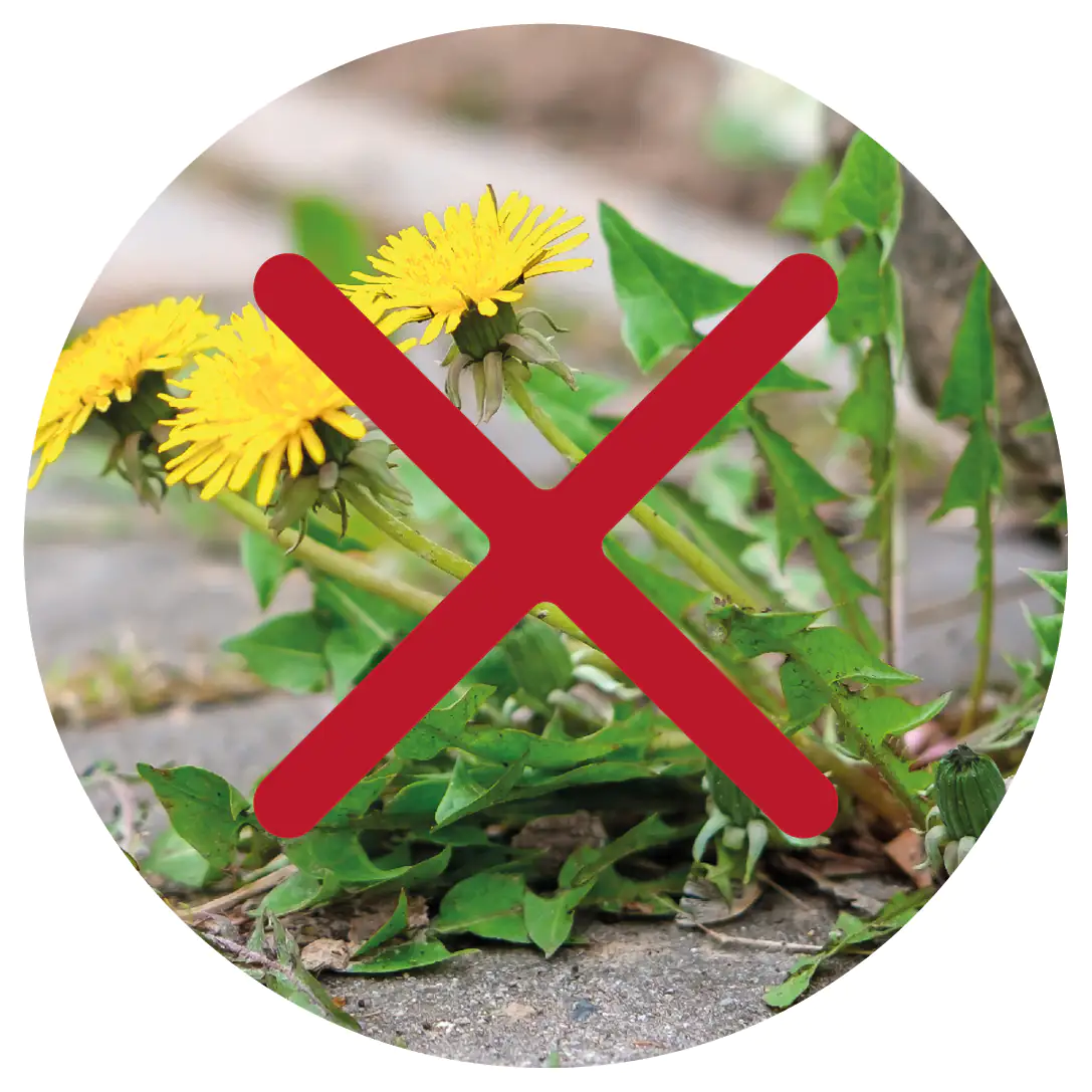 Solabiol Turbo Unkrautfrei Grundstoff Acetum 3 l