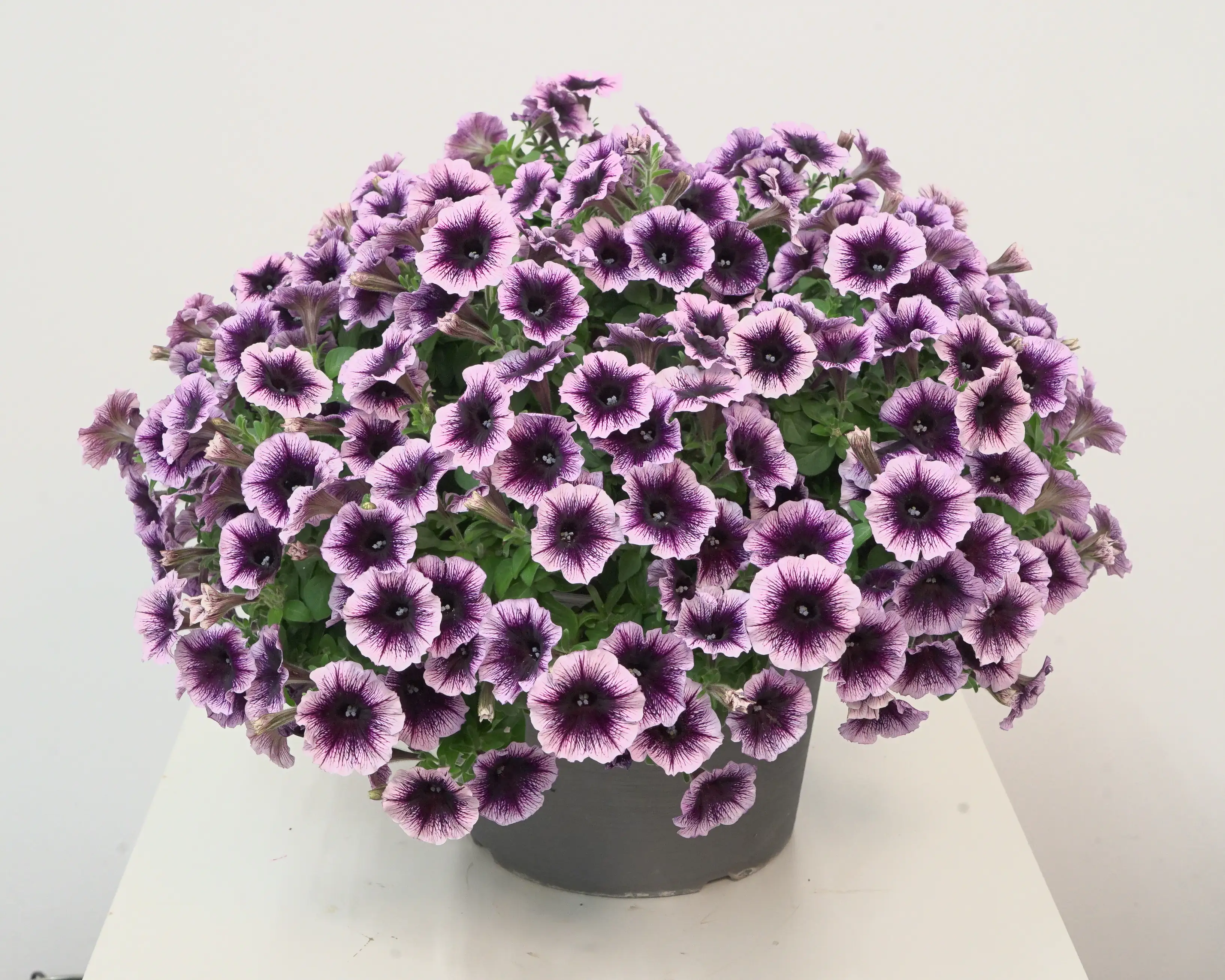 Petunie °Bonnie° 12 cm Topf Petunie °Bonnie° 12 cm Topf