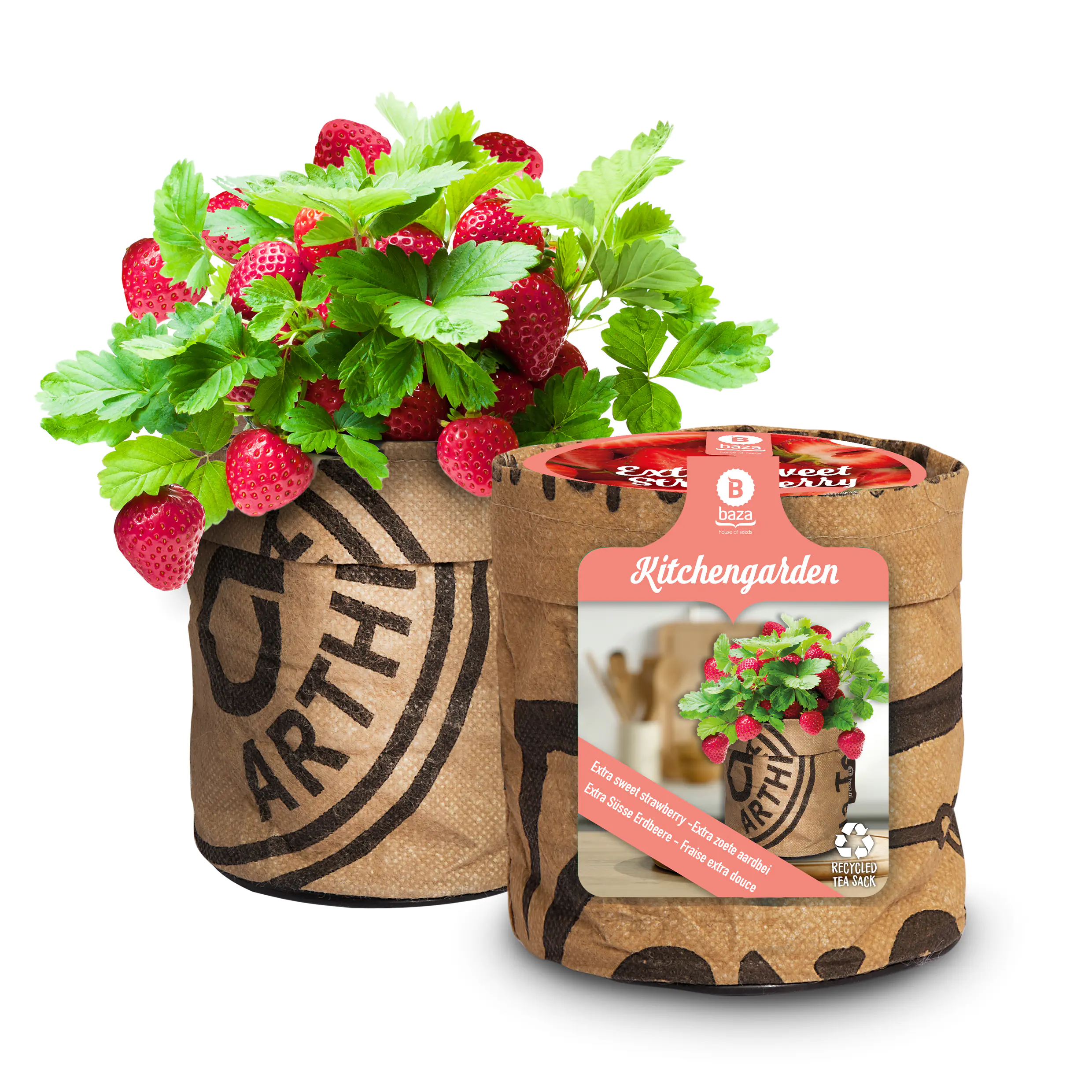 Baza Seeds Küchengarten extra süße Erdbeere Baza Seeds Küchengarten extra süße Erdbeere