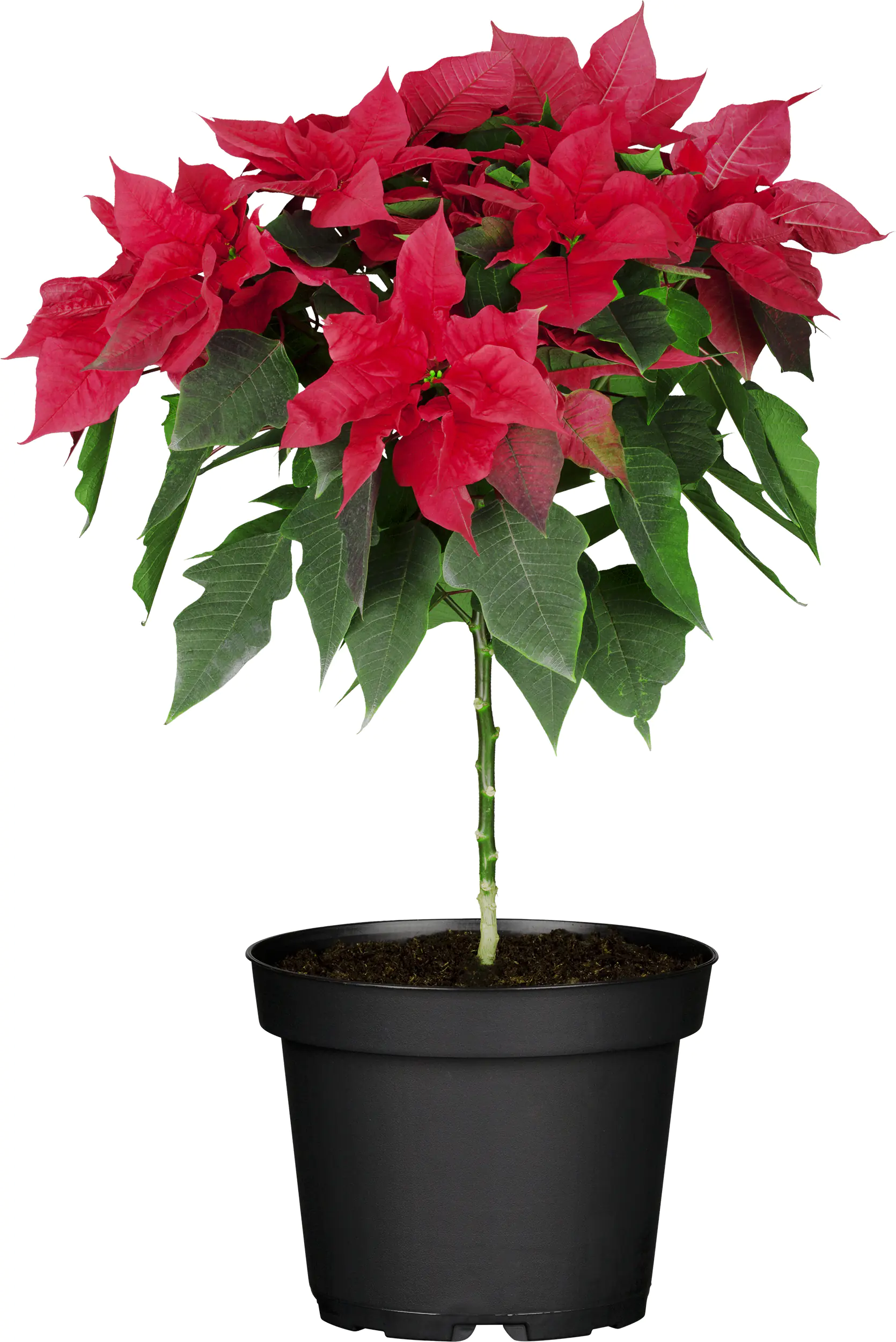 Weihnachtsstern Poinsettia im 17 cm Topf
