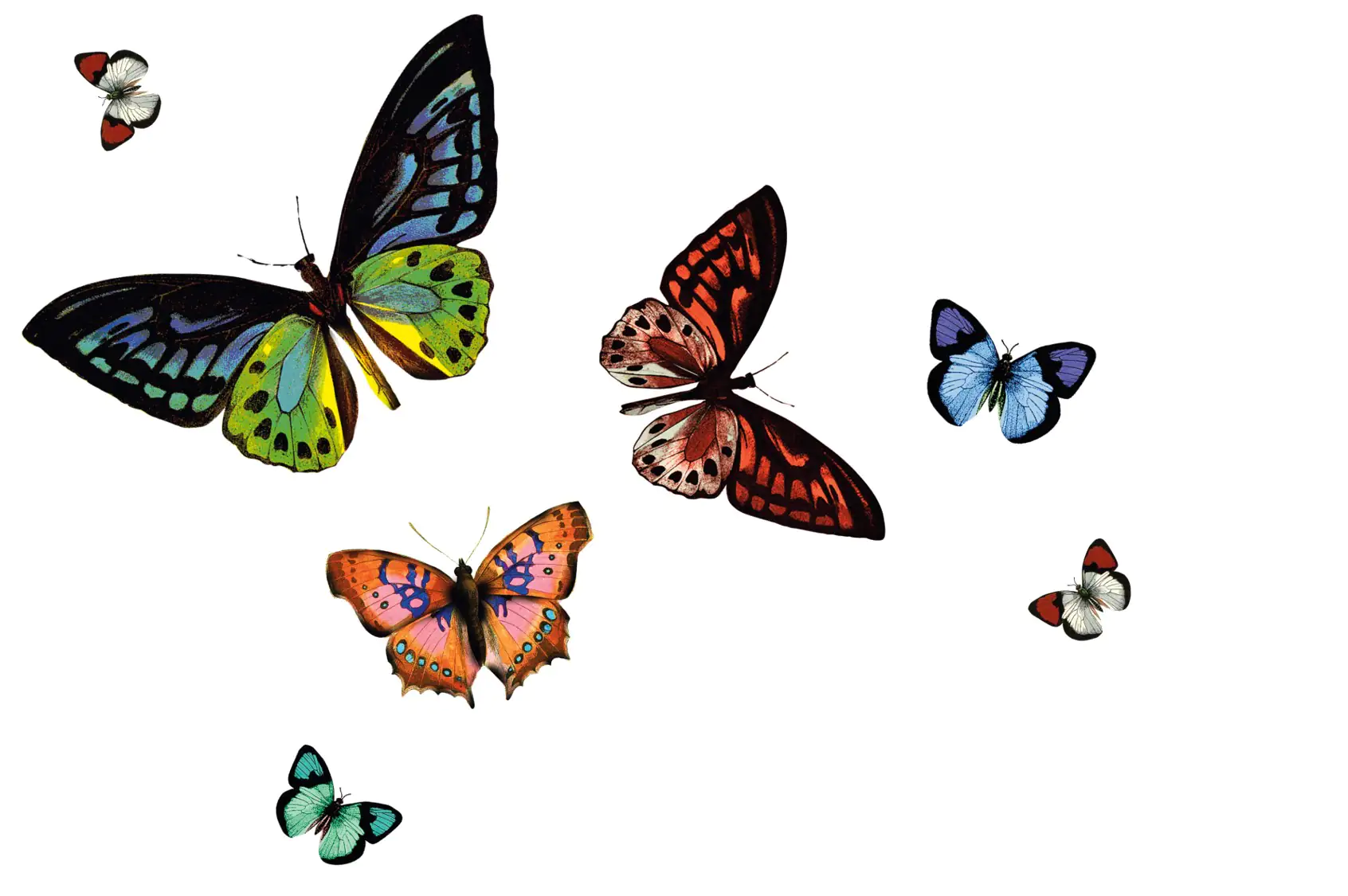 d-c-table® Tischset Rio Papilio 44 x 29 cm