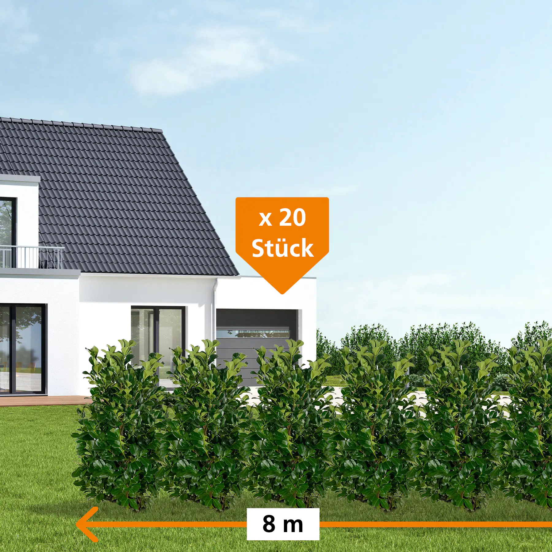 Kirschlorbeer Etna Prunus laur. Etna H 100 - 120 cm, 20 Stück