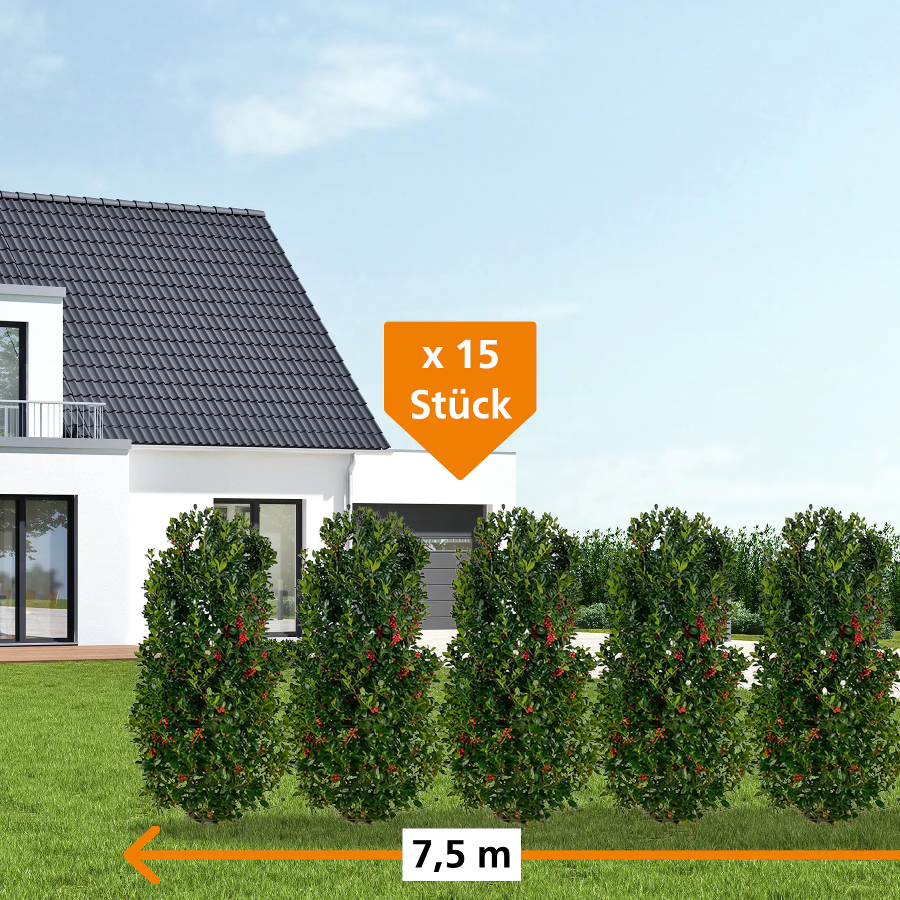 Stechpalme Ilex merservae Heckenfee H 160 - 180 cm, 15 Stück