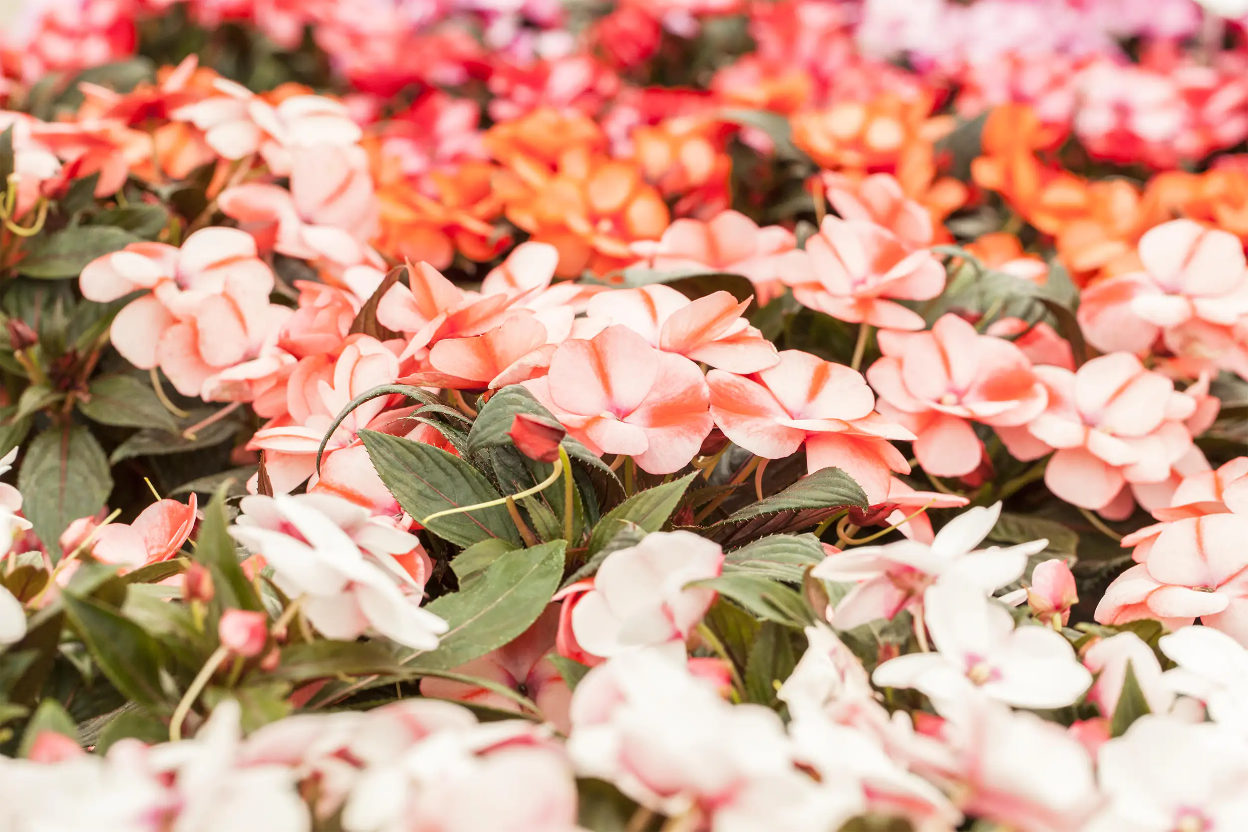 Edellieschen Impatiens Neuguinea H ca 25 cm 13 cm Topf