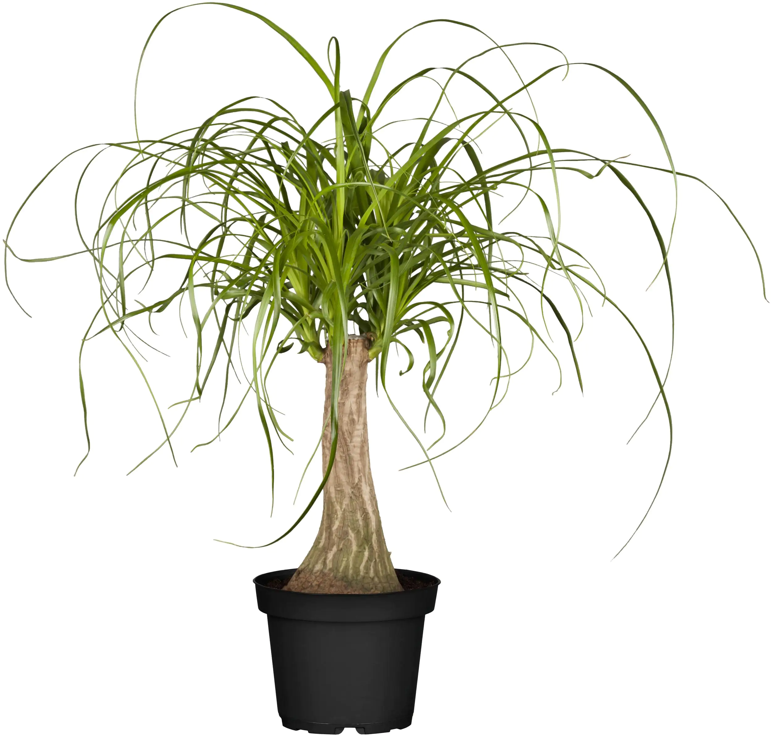 Elefantenfuß Beaucarnea recurvata 17 cm Topf ca. 50 cm hoch