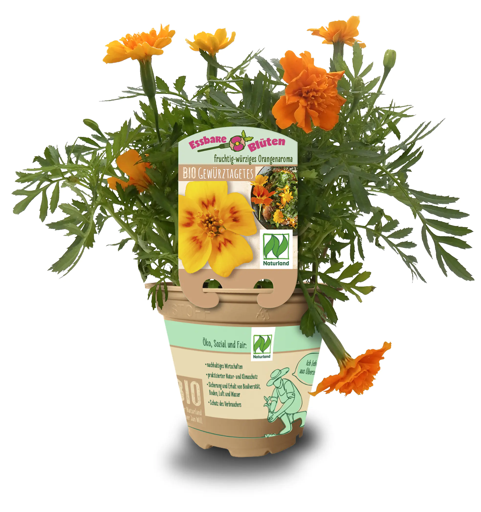 Gewürztagetes Tagetes tenuifolia 13 cm Topf