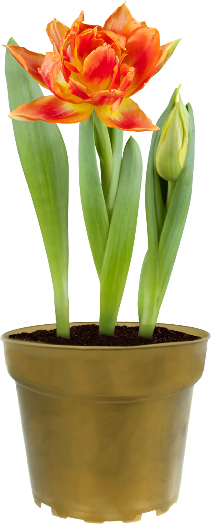 Tulipa Tulpen 12 cm Topf Tulipa Tulpen 12 cm Topf