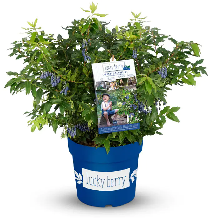 Obststrauch Heidelbeere 4,6 L Container Obststrauch Heidelbeere 4,6 L Container