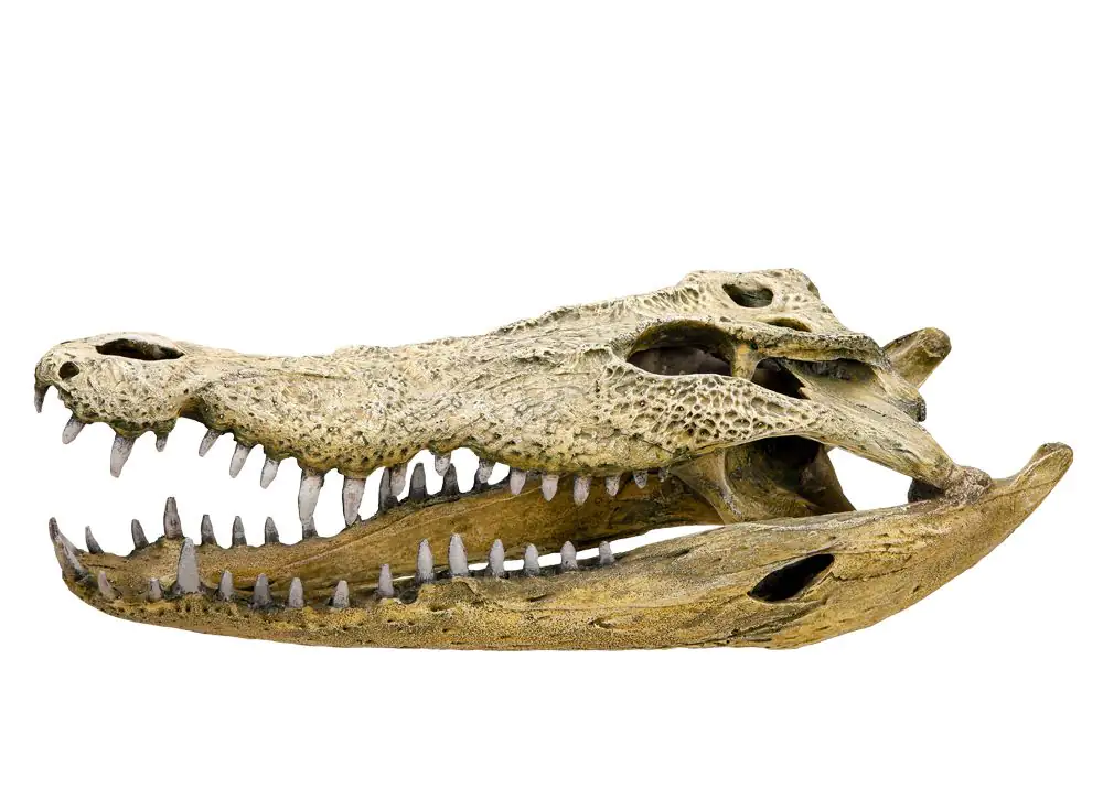 Nobby Aqua Ornaments KROKODIL SCHÄDEL 47,5 x 20,5 x 16 cm