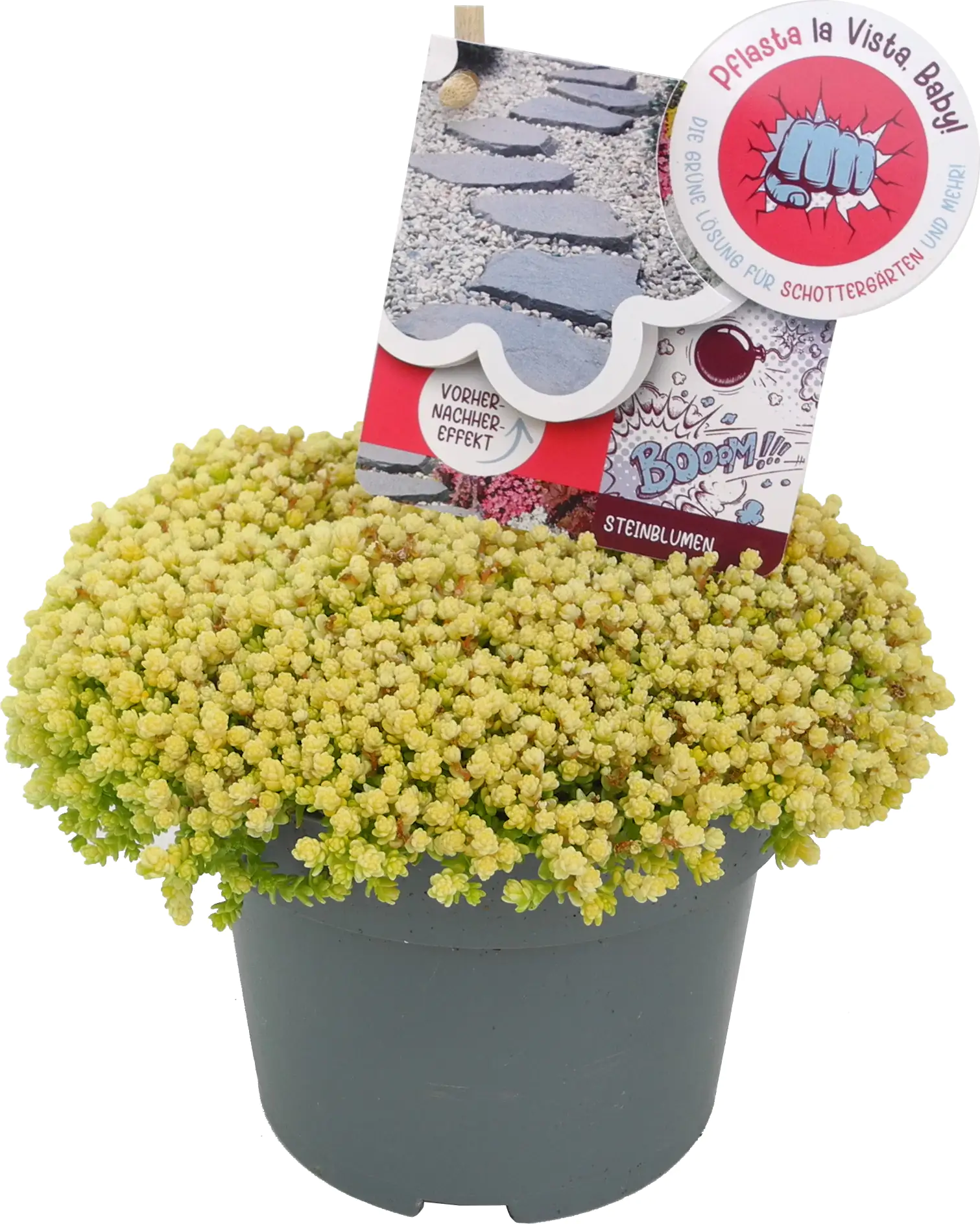 Bodendecker Pflasta la Vista 13 cm Topf