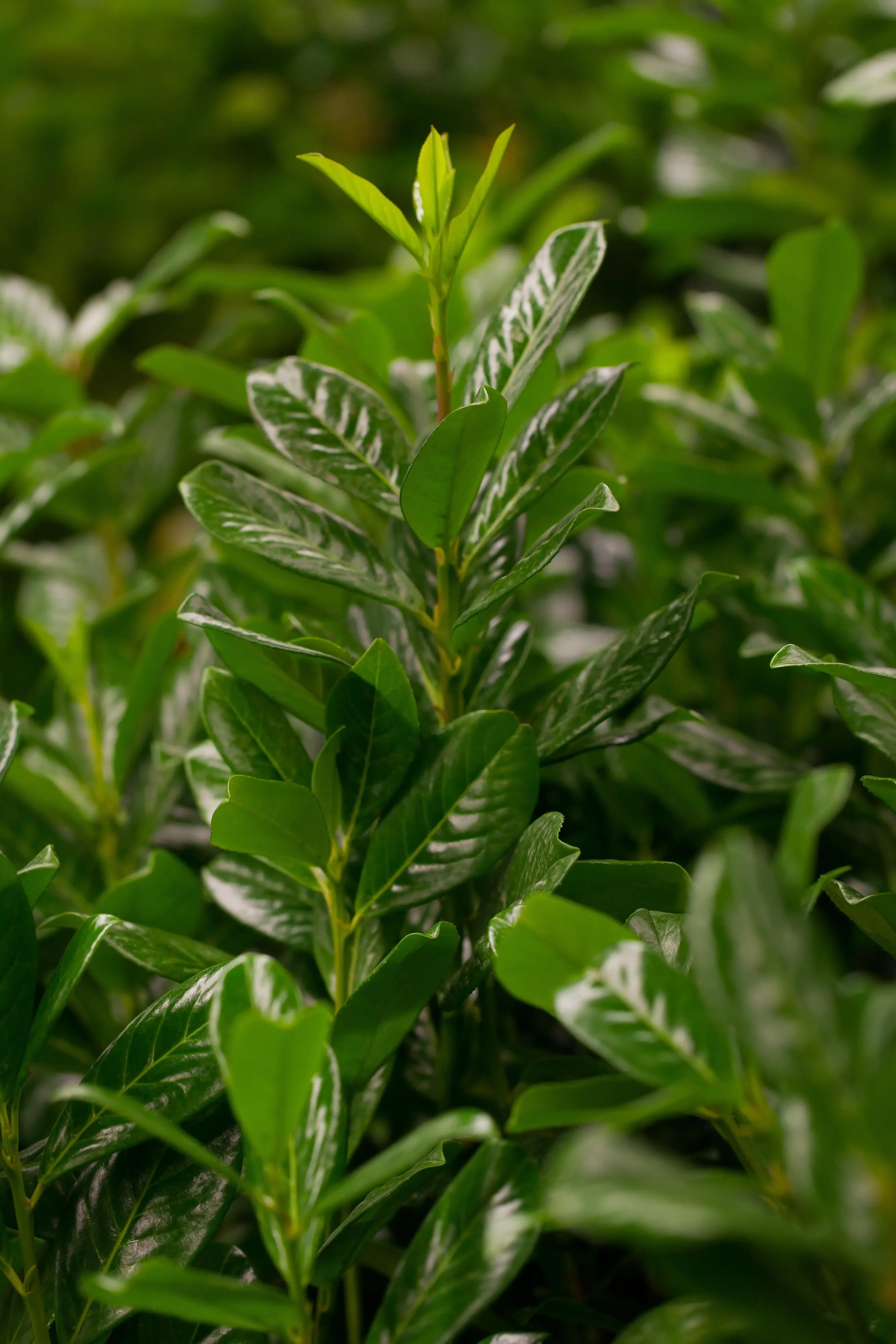 Kirschlorbeer Novita Prunus laur. Novita H 80 - 100 cm, 25 Stück