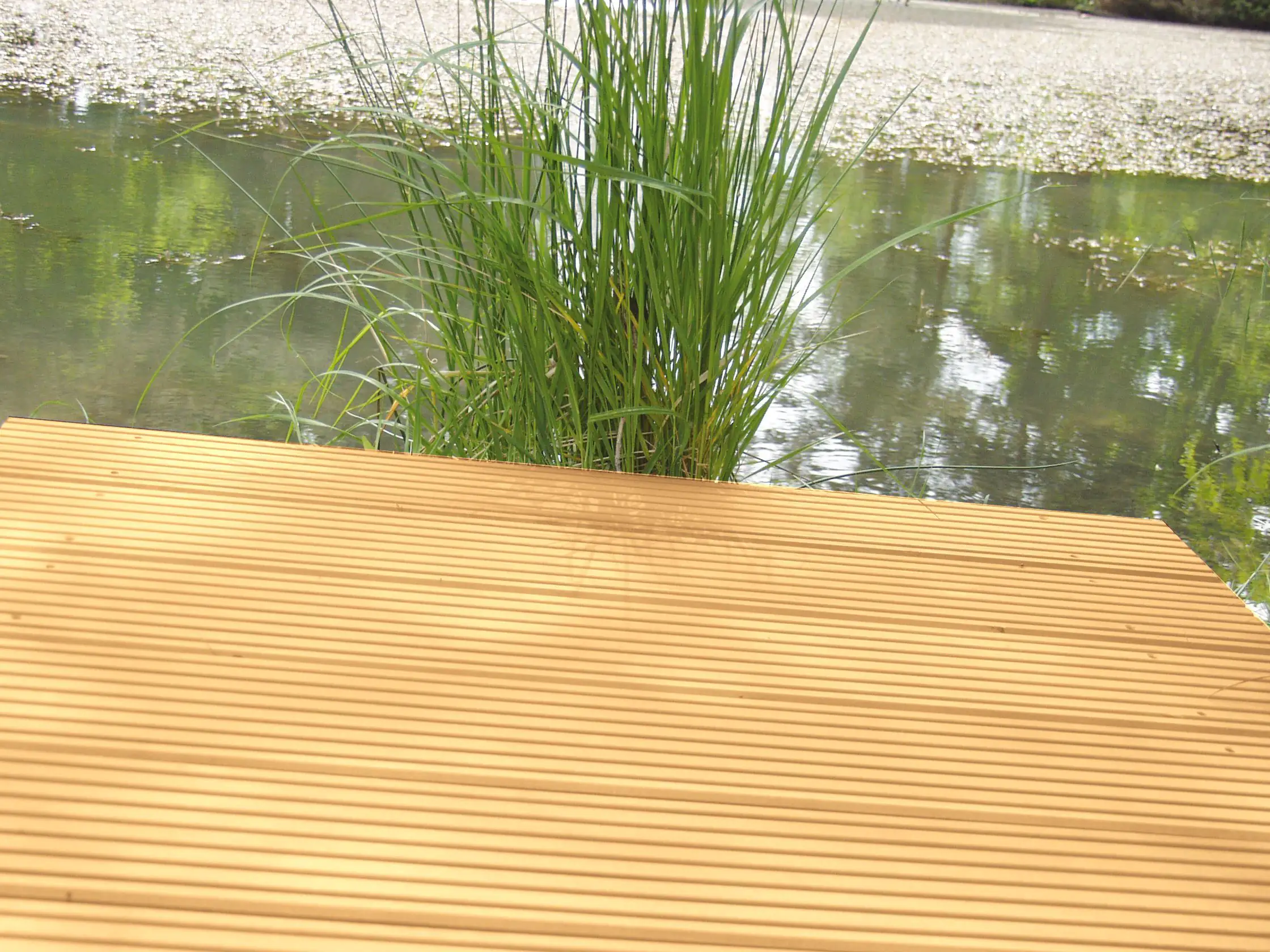 4250981899858_2 Terrassendiele Lärche 200 x 14,5 x 2,7 cm grob/fein unbehandelt