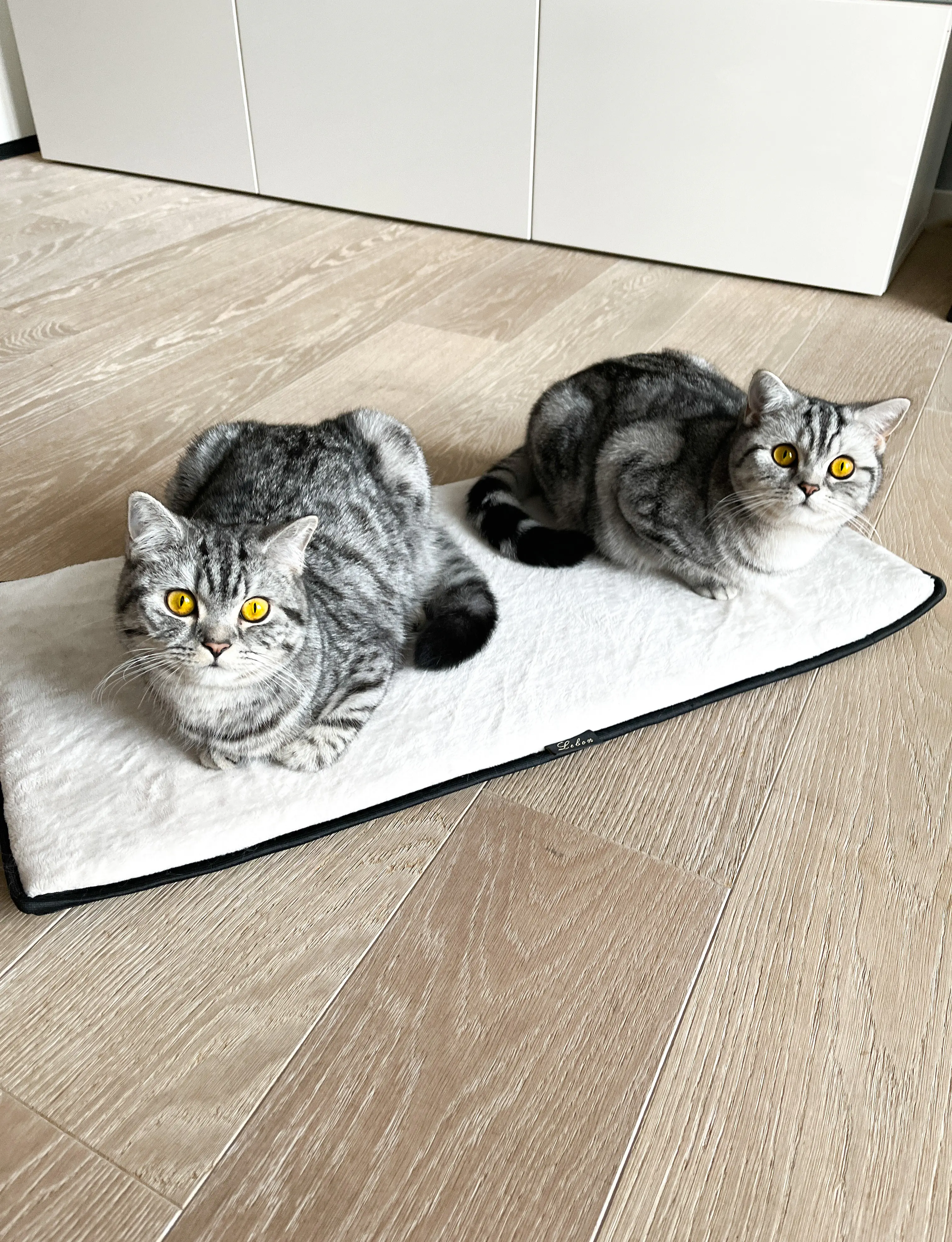 Lebon Fensterbankauflage für Katzen Banki 77 x 39 cm elfenbein 