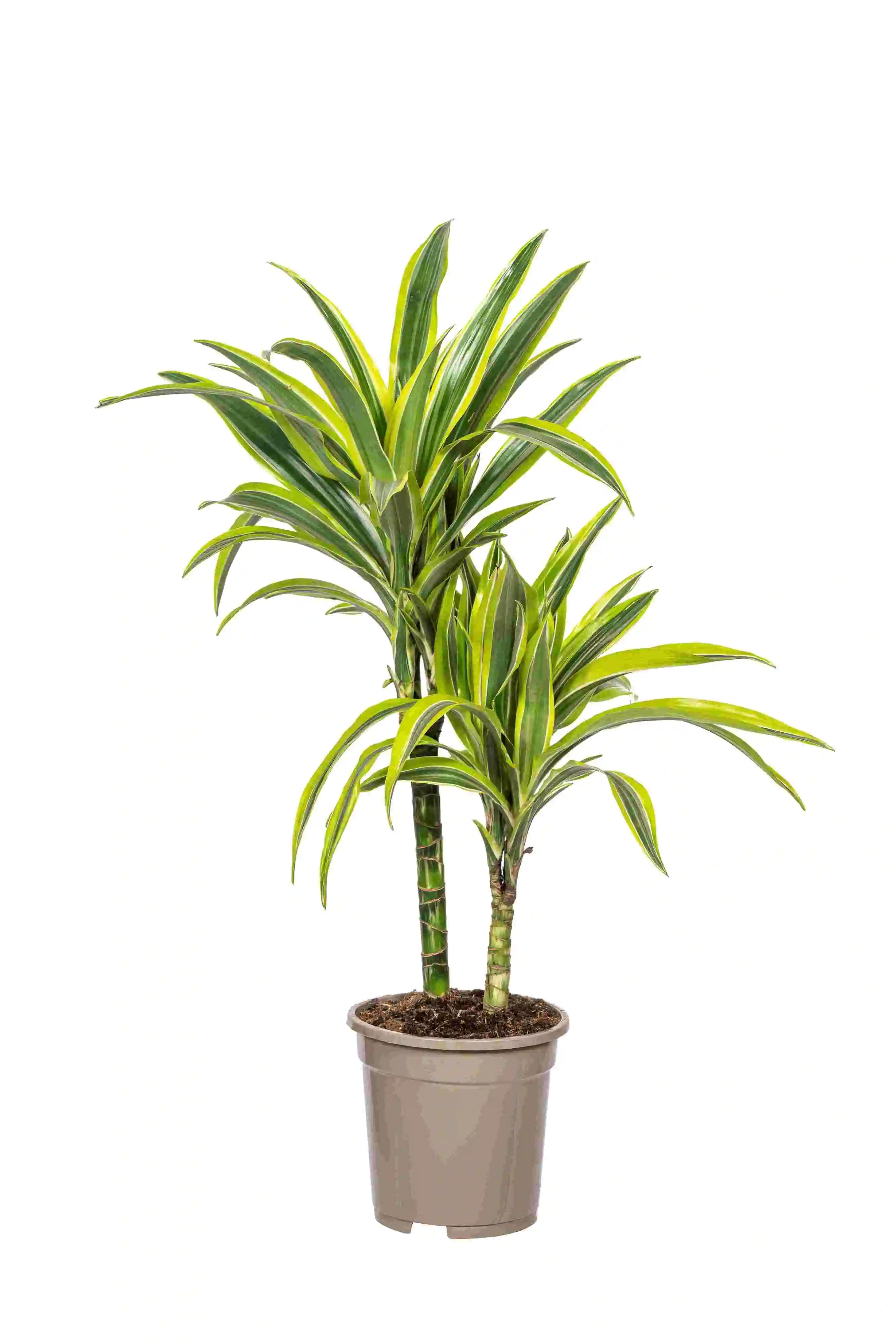 Dracaena Lemon Lime Drachenbaum 17 cm