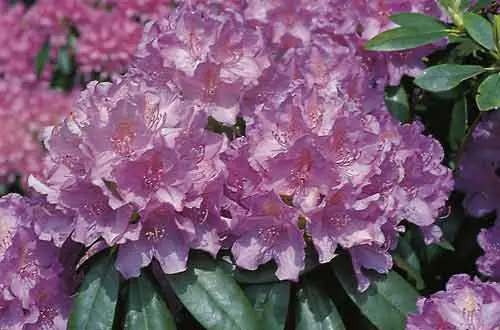 4029395009685 Rhododendron INKARHO ® lila Dufthecke 5 l Container