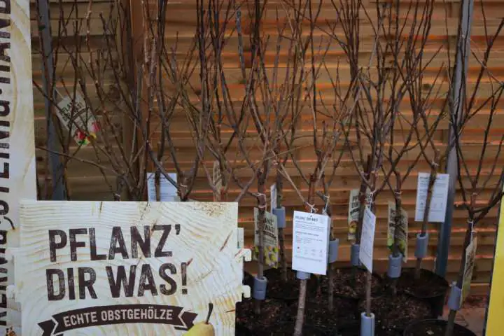 Obstbäume in Sorten 5 L Container