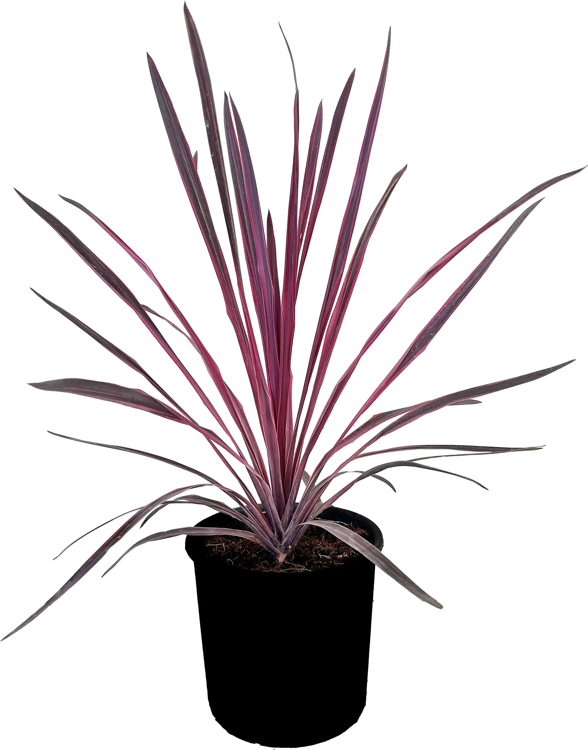 Keulenlilie Cordyline 20 cm Topf
