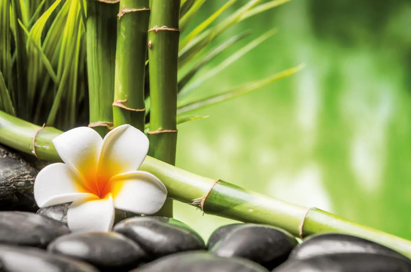 Deco-Block Bild - White Lily 118 x 78 cm