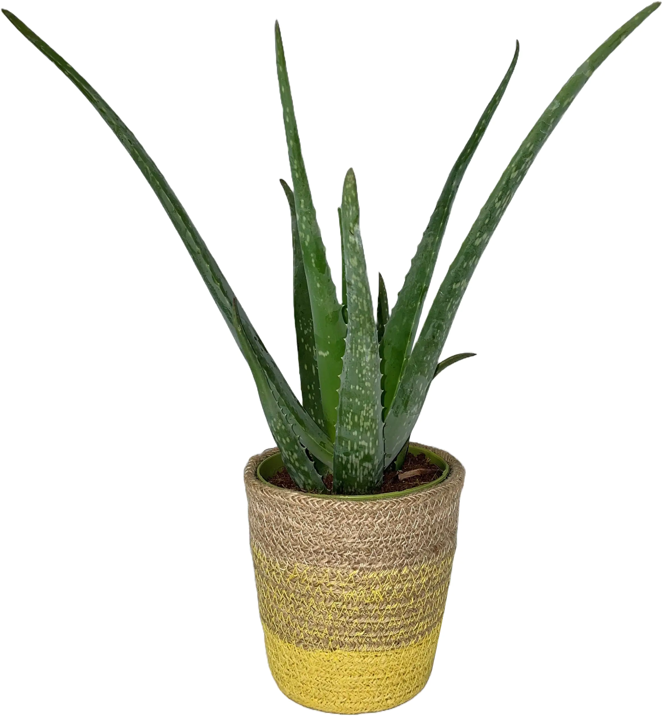 Aloe Vera im Korb H 35 cm 12 cm Korb