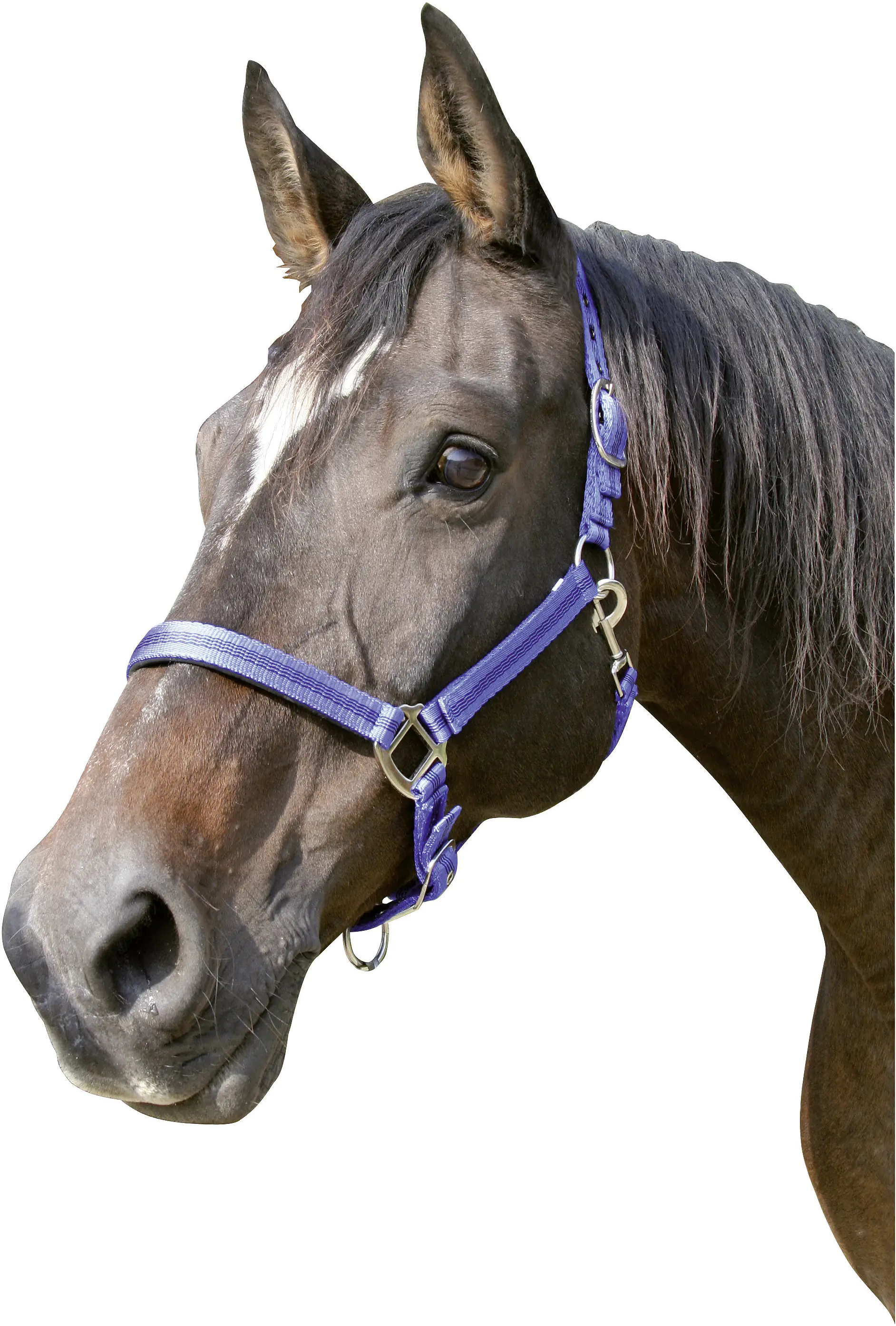 Kerbl Pferde-Halfter Mustang Gr.1 blau schwarz