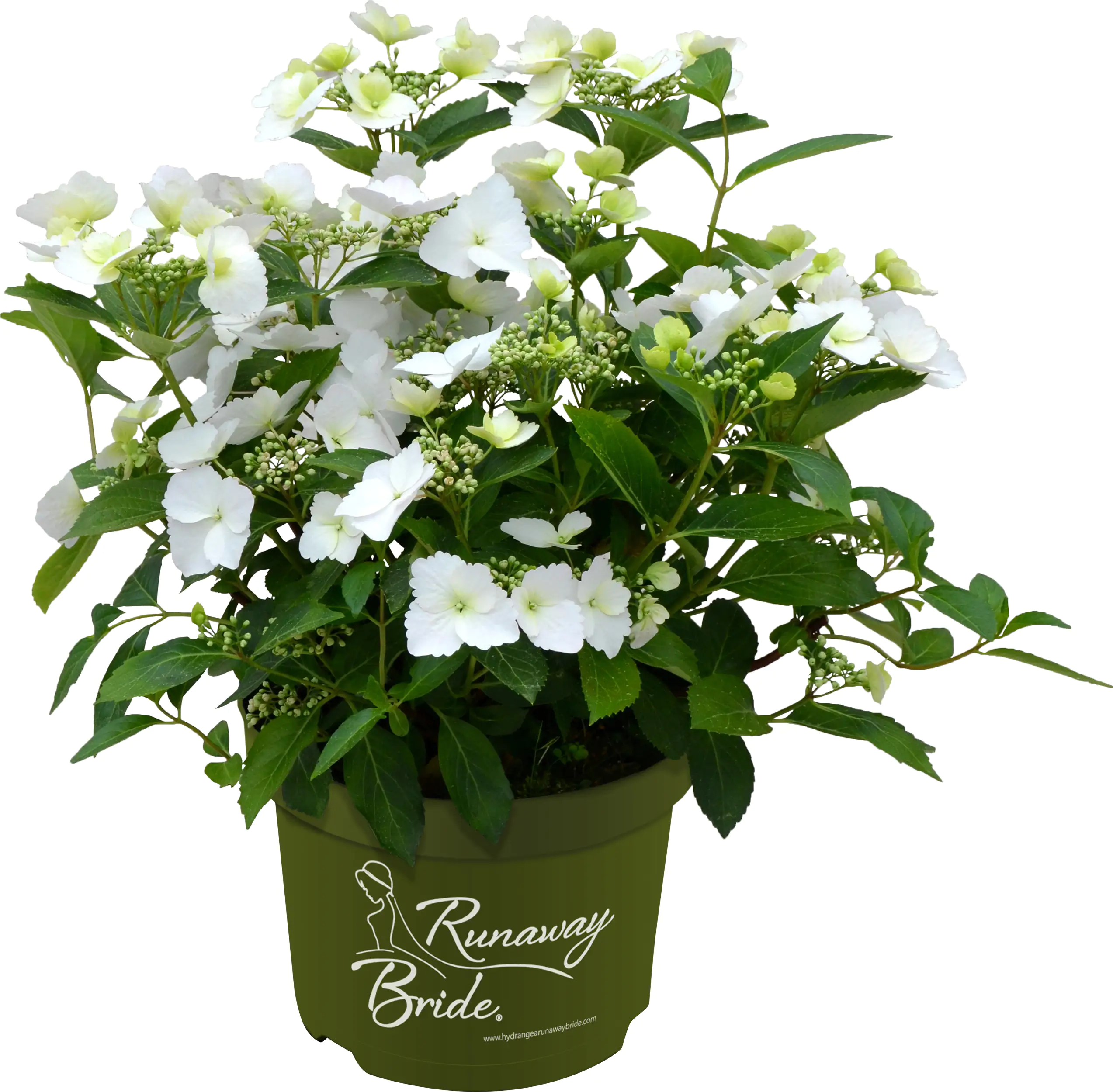 Bauernhortensie Runaway Bride Hydrangea mac. H 30-40 cm 3,5L Container