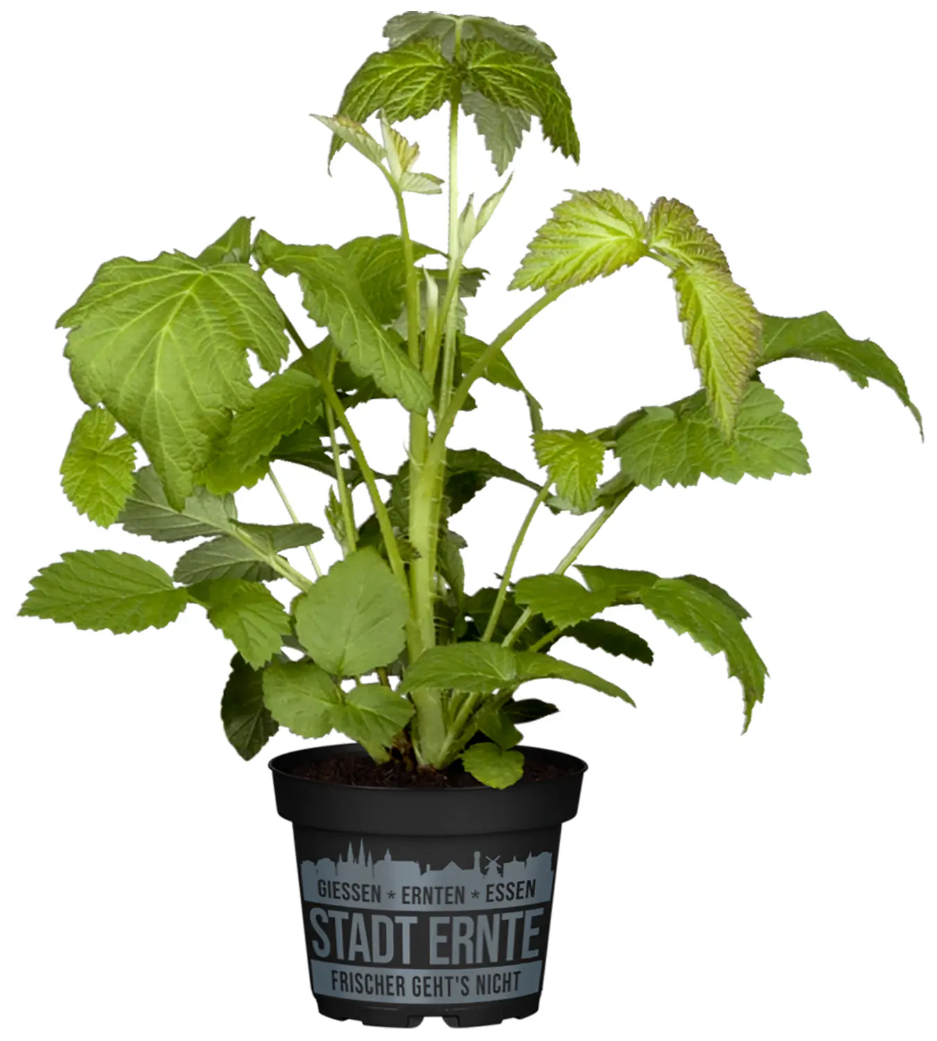 Stadt Ernte Bio Himbeere Little Sweet Sister 2 L Container
