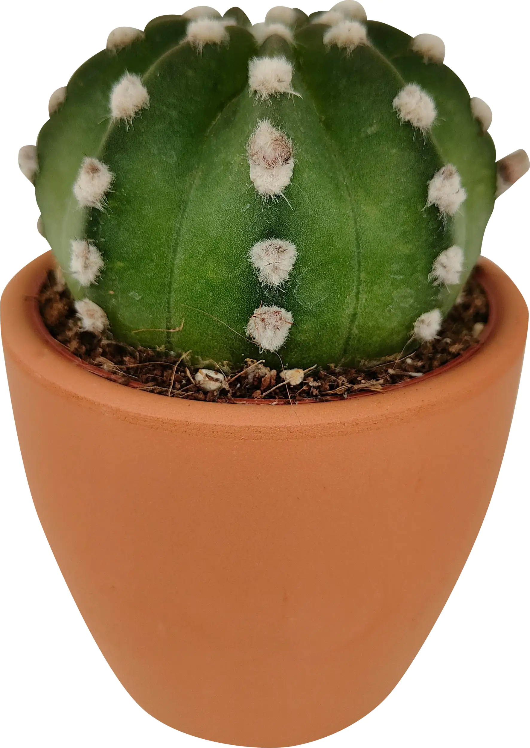 Kakteen Cactus in terracotta 8,5 cm Topf