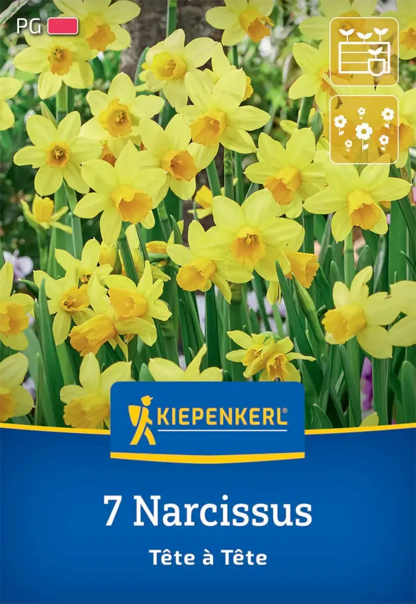 Kiepenkerl Herbstblumenzwiebel Alpenveilchen-Narzisse Tête à Tête 7 Stück