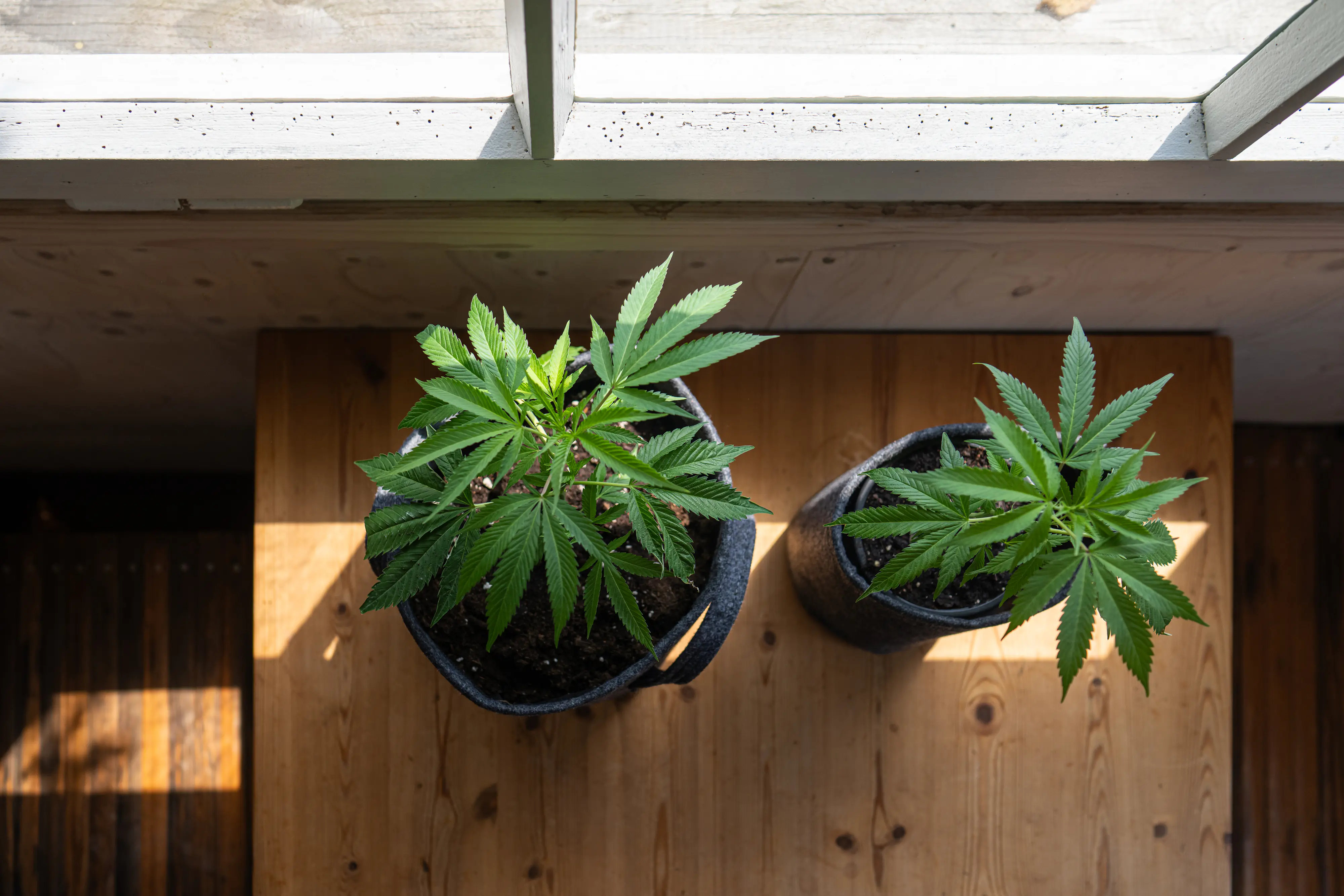 Herbi's Living Soil Grow Booster Biologisch aktiver Naturdünger 1 kg