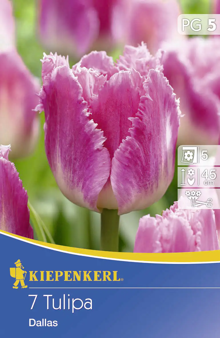 Kiepenkerl Blumenzwiebeln Tulipa Dallas Inhalt: 7 Stück