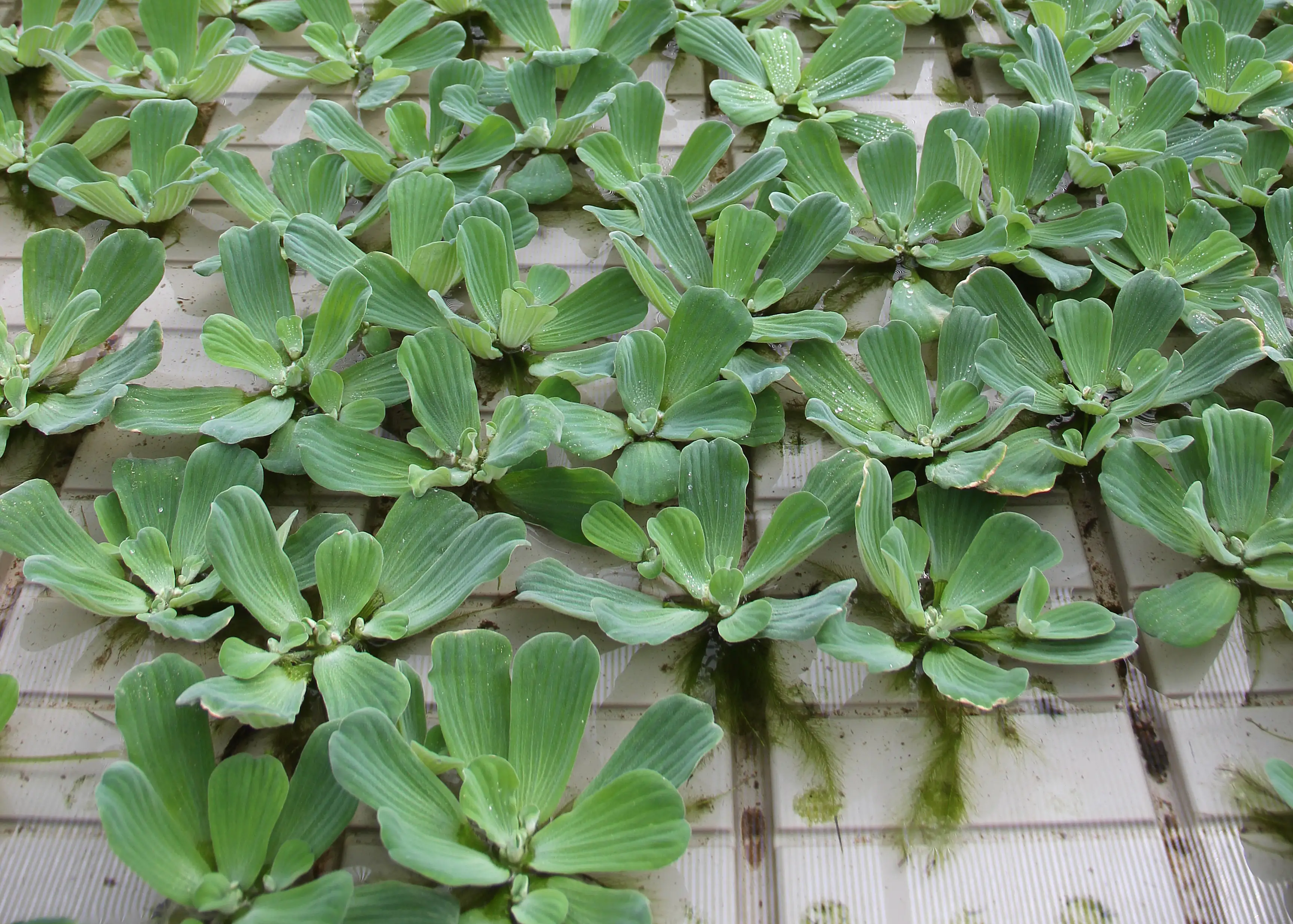 4001615003574_2 Dennerle Aquarienpflanze Pistia Stratiotes