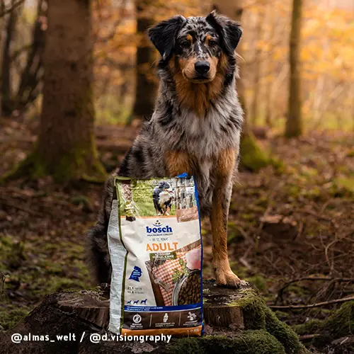 Bosch Trockenfutter für Hunde Adult 3 kg mit Geflügel & Hirse Bosch Trockenfutter für Hunde Adult 3 kg mit Geflügel & Hirse
