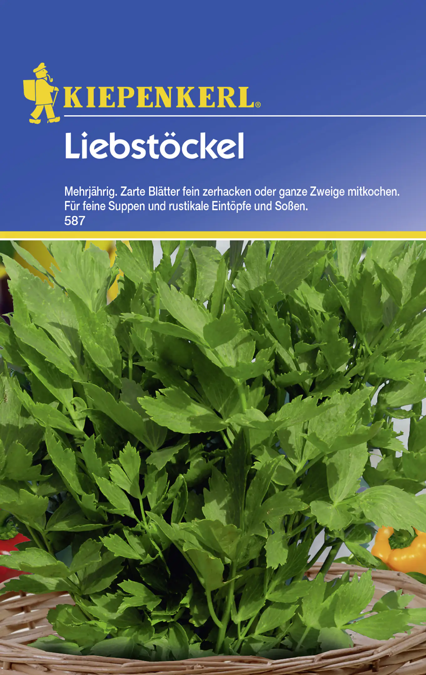 Kiepenkerl Liebstöckel Liebstöckel mehrjährig Levisticum officinale