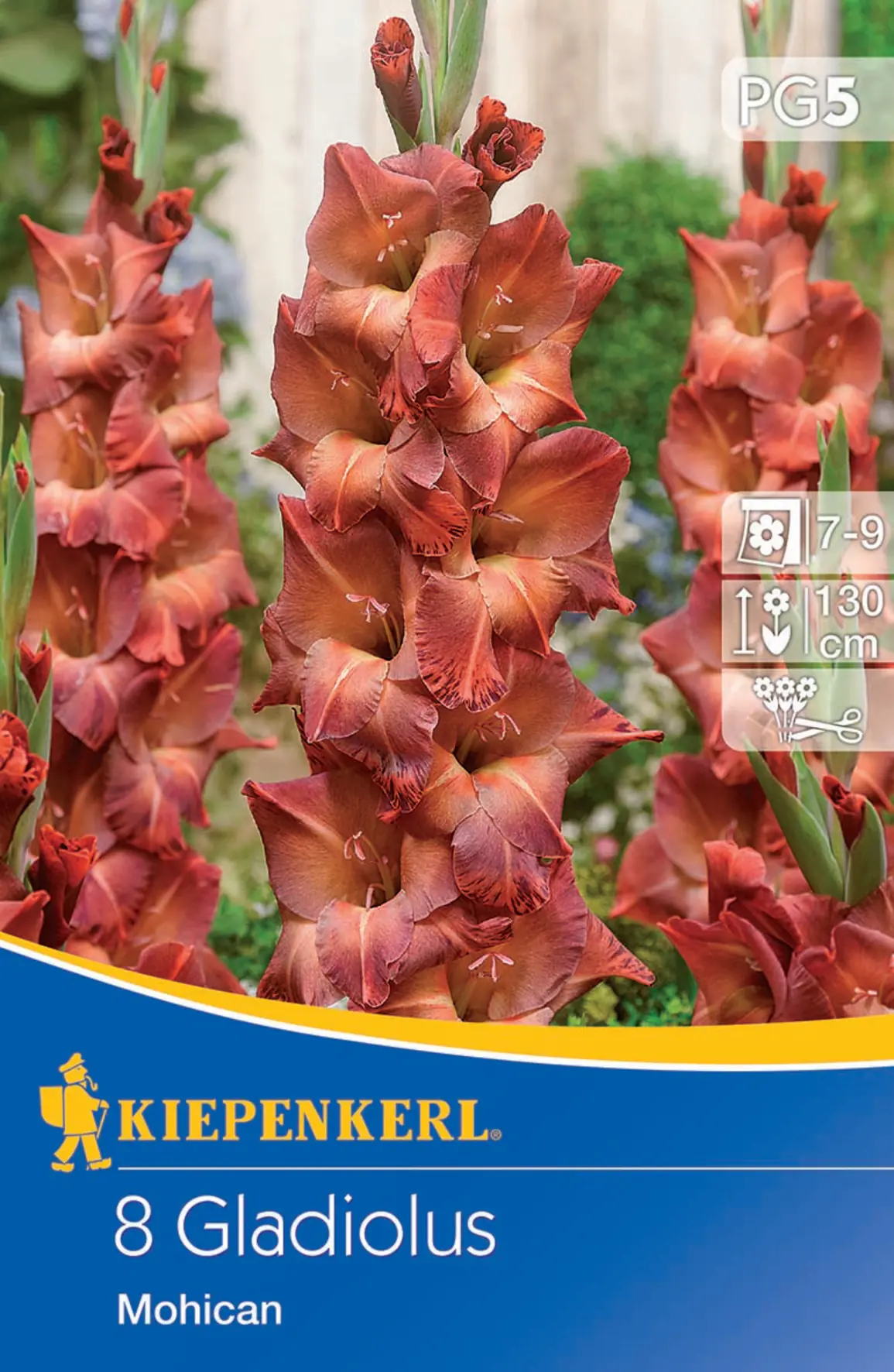 Kiepenkerl Großblumige Gladiole Mohican Kiepenkerl Großblumige Gladiole Mohican