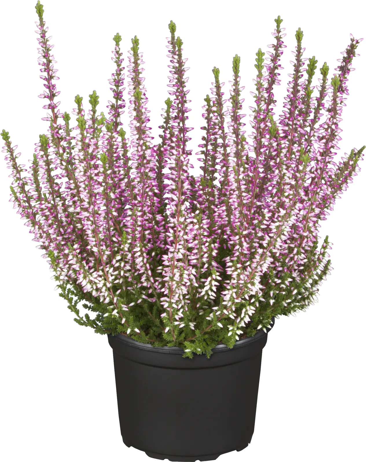 4029395040824_06 Calluna Garden Girls 11 cm Topf