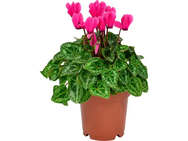 Alpenveilchen Cyclamen Verano H ca 35 cm 10,5 cm Topf Alpenveilchen Cyclamen Verano H ca 35 cm 10,5 cm Topf