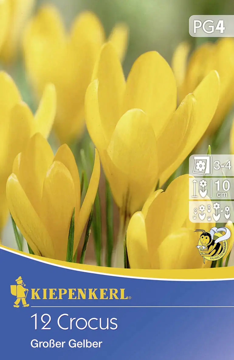 Großblumiger Krokus Großer Gelber Crocus vernus