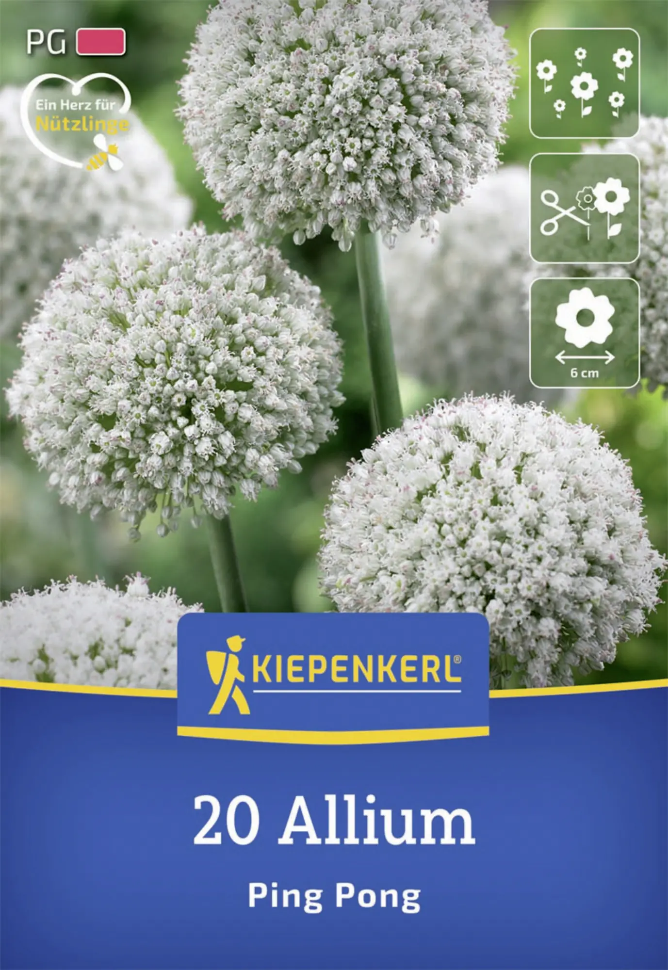 Kiepenkerl Herbstblumenzwiebel Zierlauch Ping Pong 20 Stück