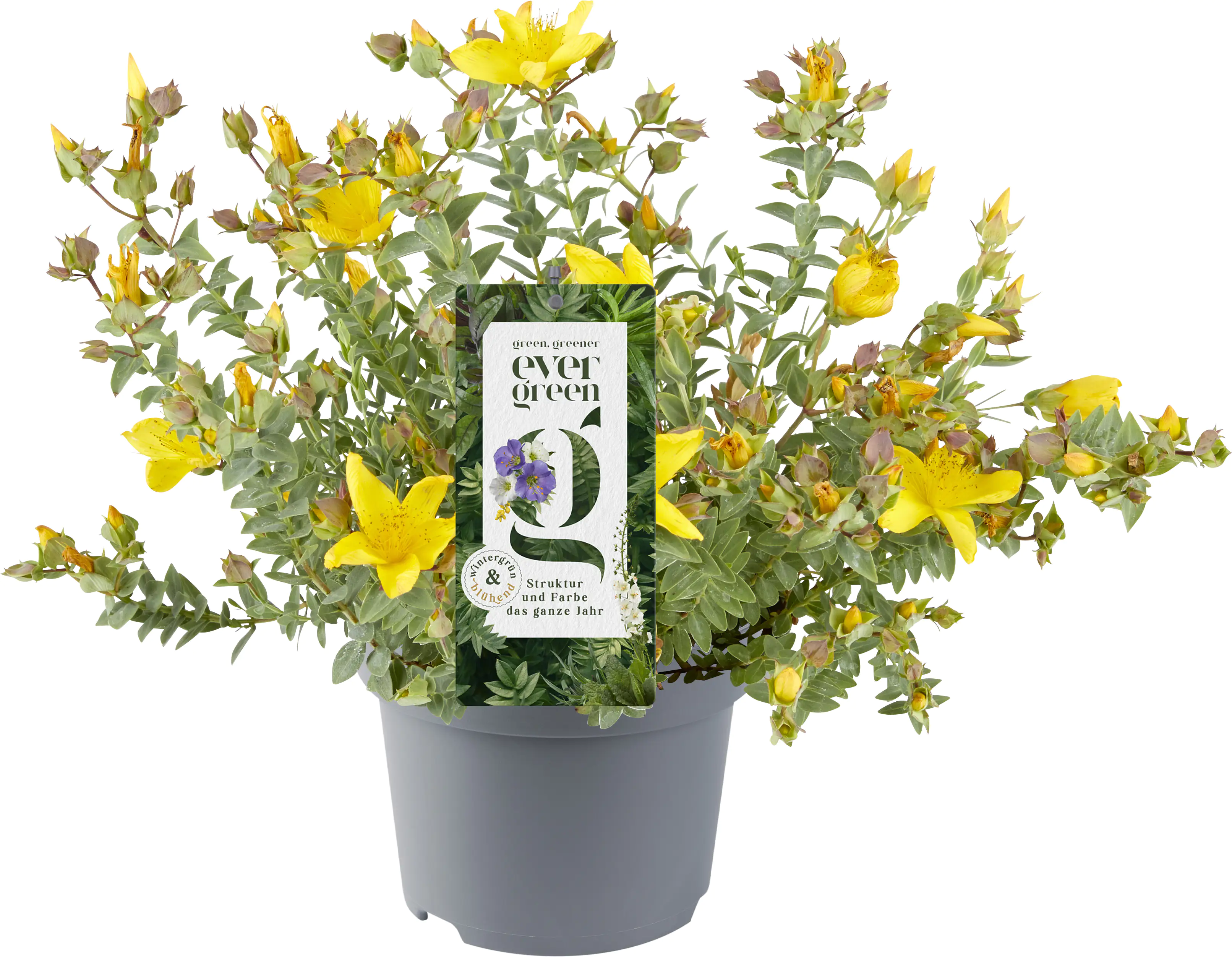 Evergreen 13 cm Topf