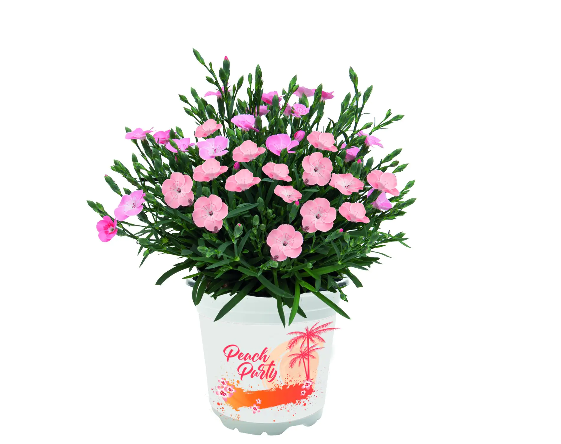 Nelke Dianthus Peach Party H ca 30 cm 12 cm Topf