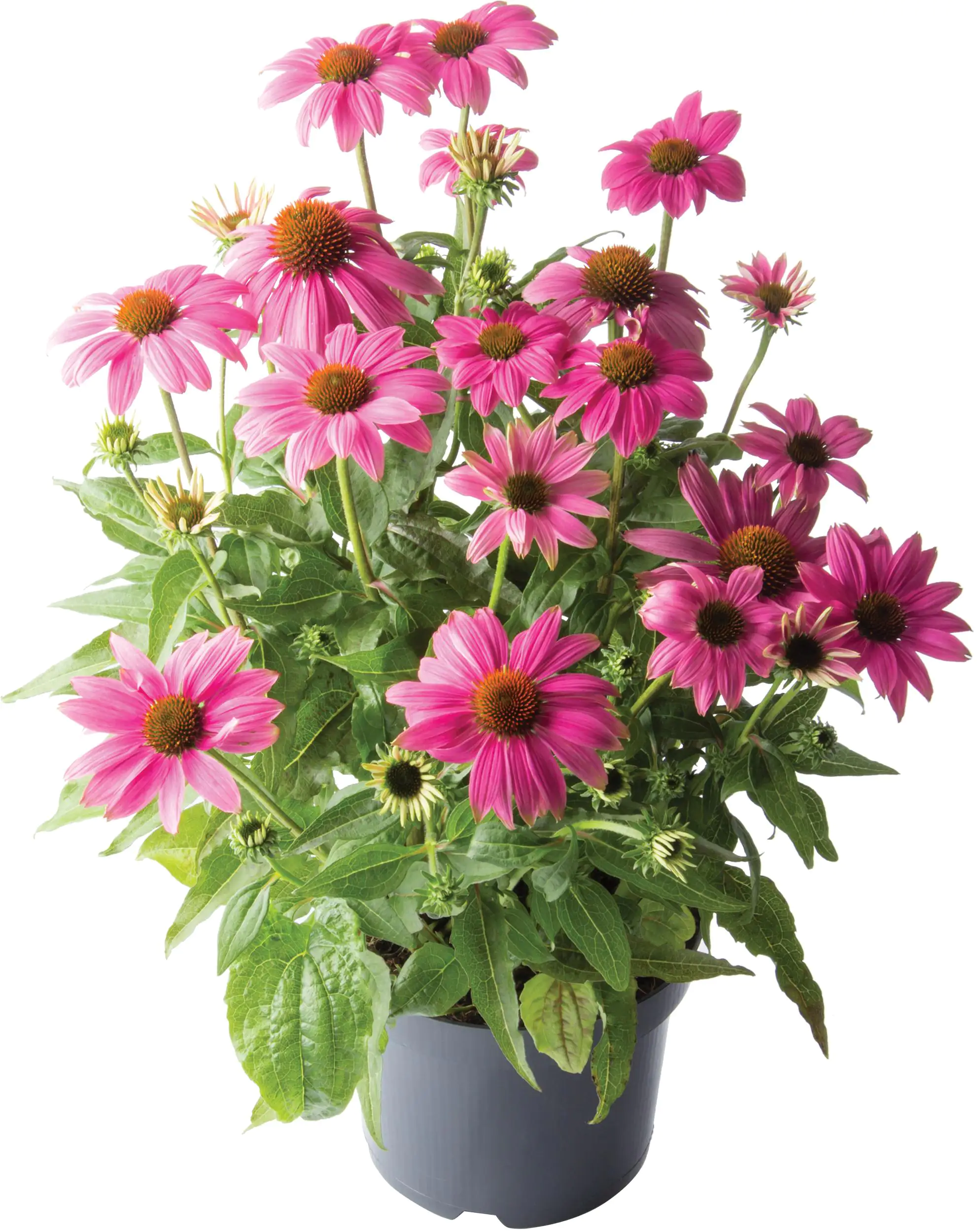 Sonnenhut Echinacea 13 cm Topf