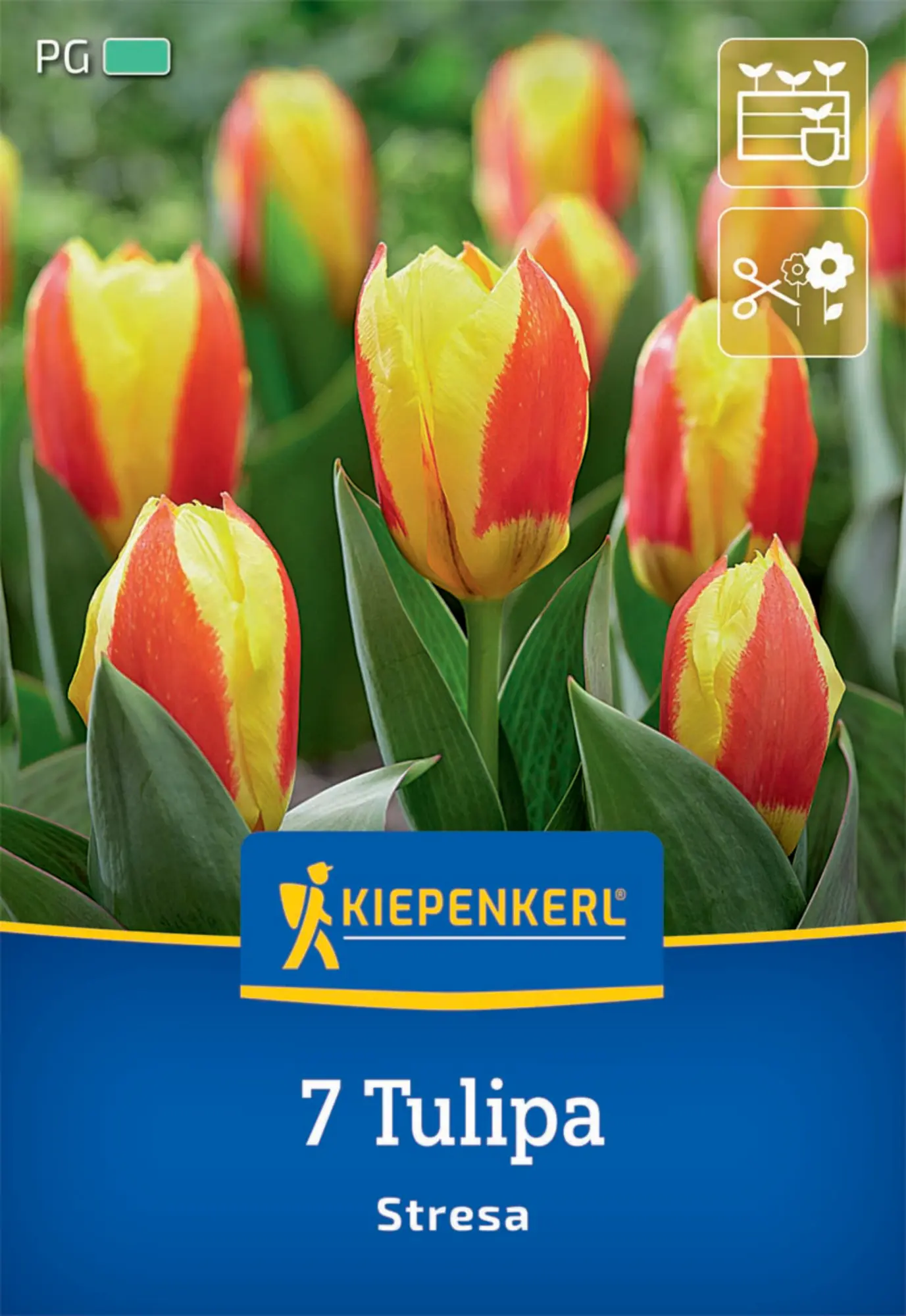 Kiepenkerl Herbstblumenzwiebel Kaufmanniana-Tulpe Stresa 7 Pflanzen