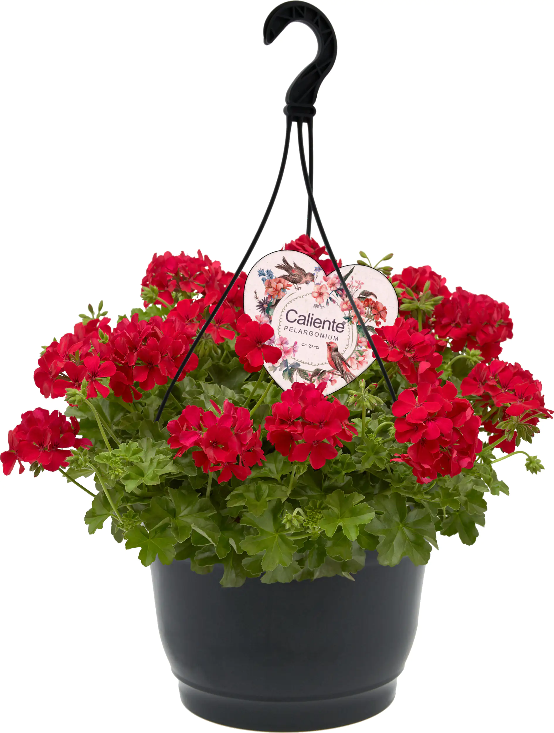 Geranie Pelargonium Caliente 27 cm Topf